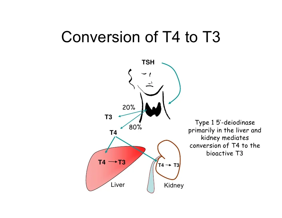 conversion of T4 to T3.jpg
