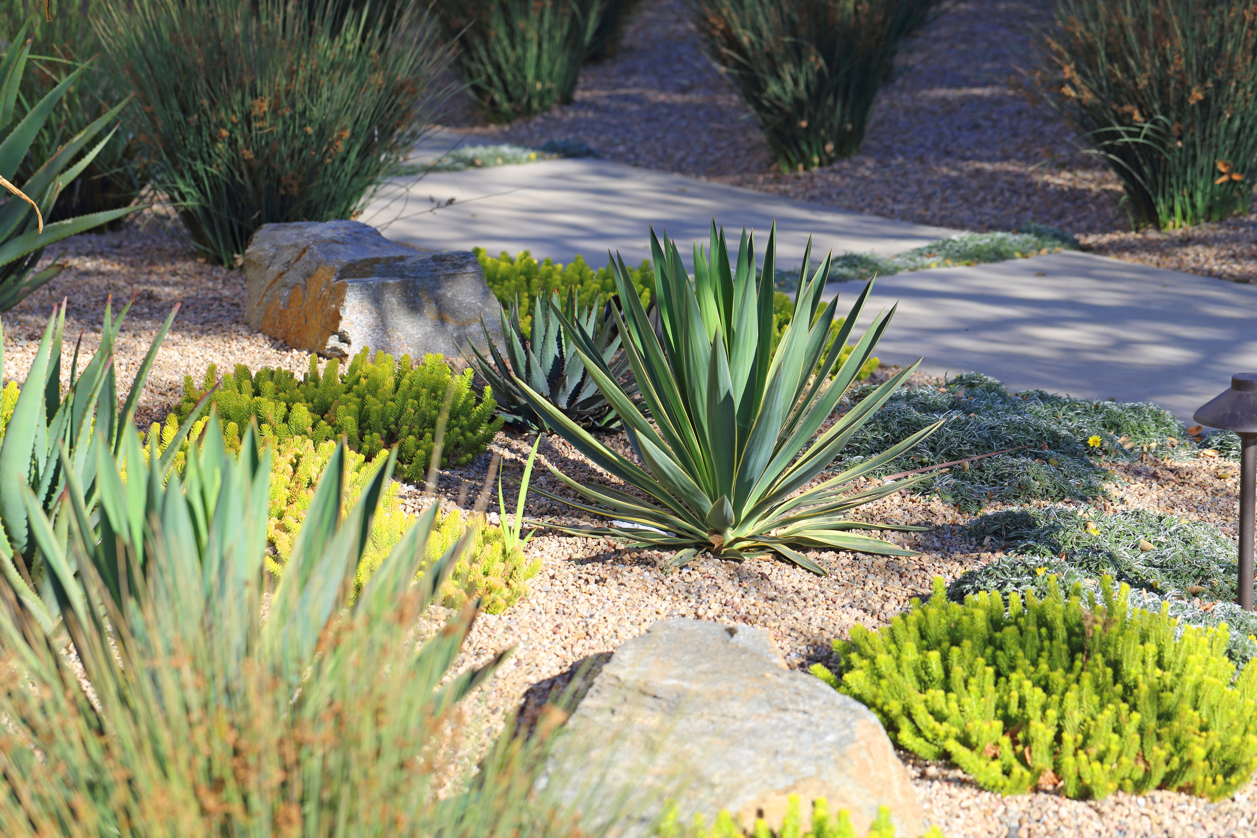 San Luis Obispo Landscape Design Mediterranean Modern