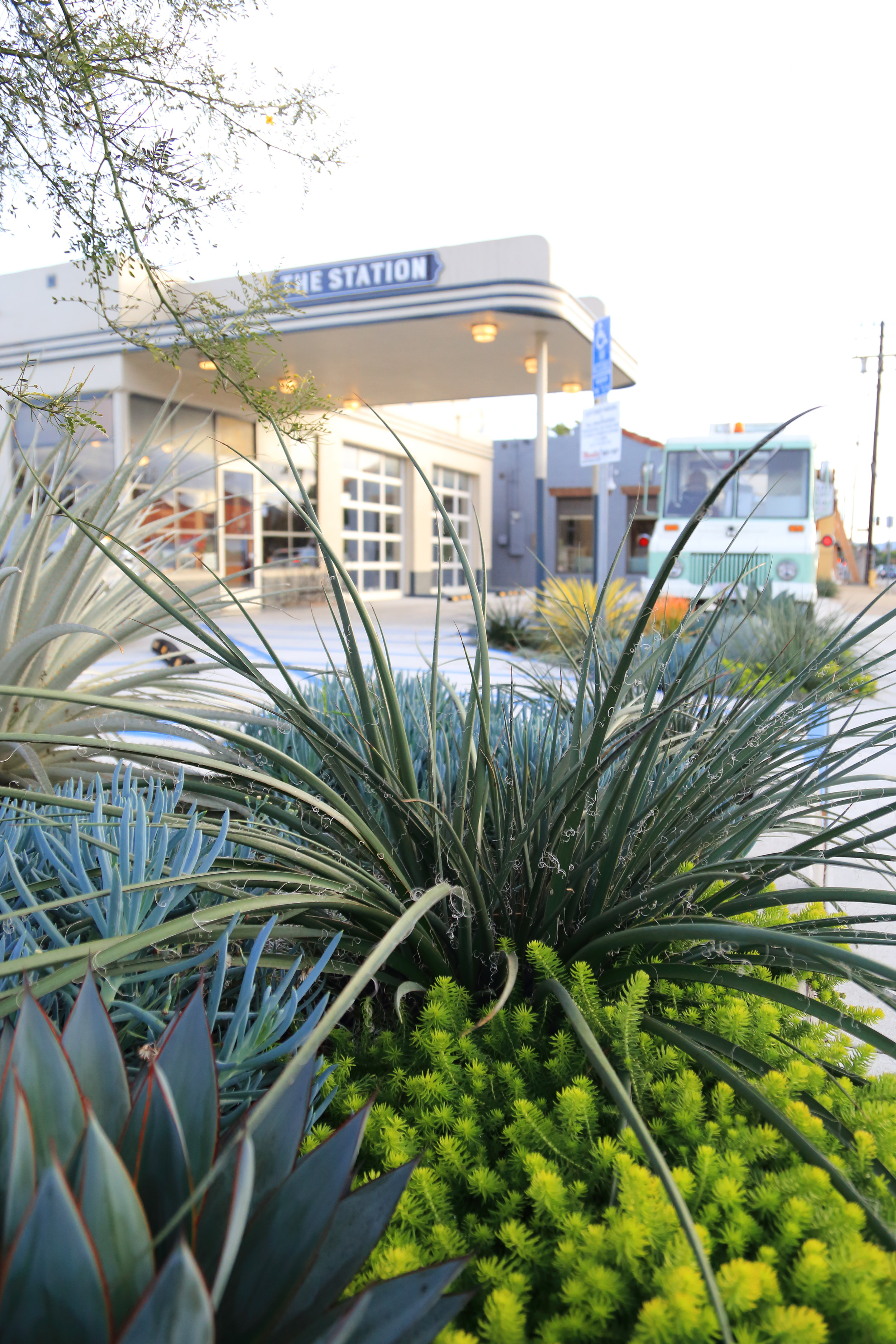 Hesperaloe, sedum, senecio, agave, etc.