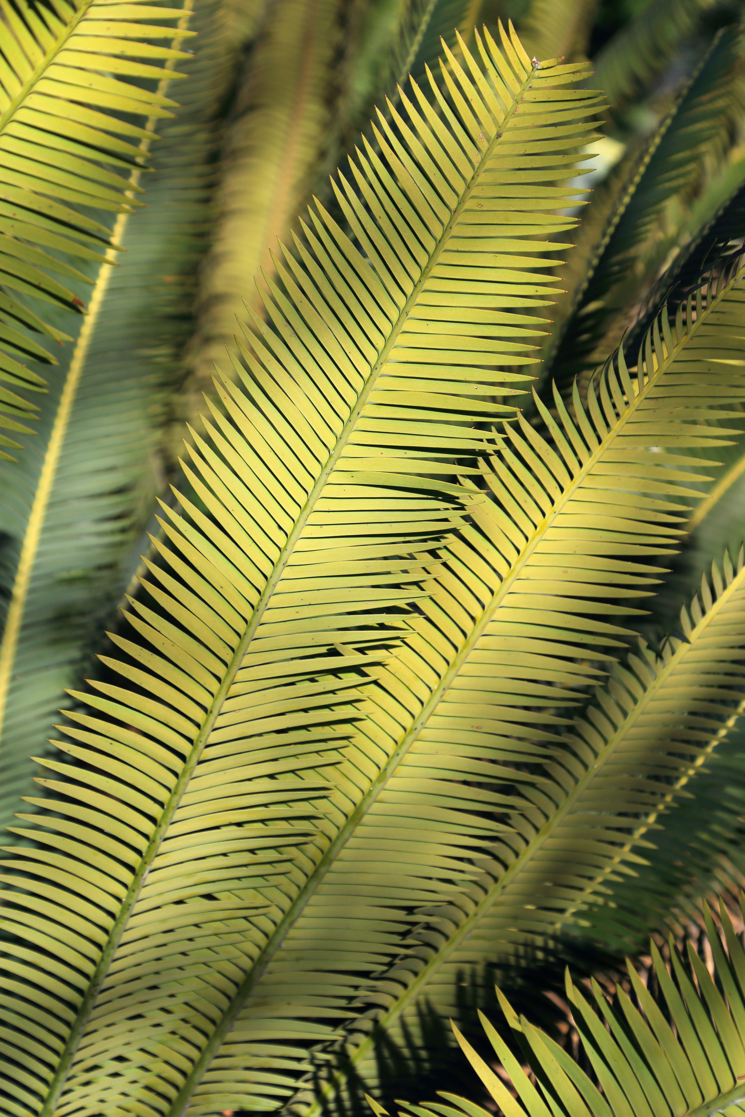 Cycads in the Primitive Garden