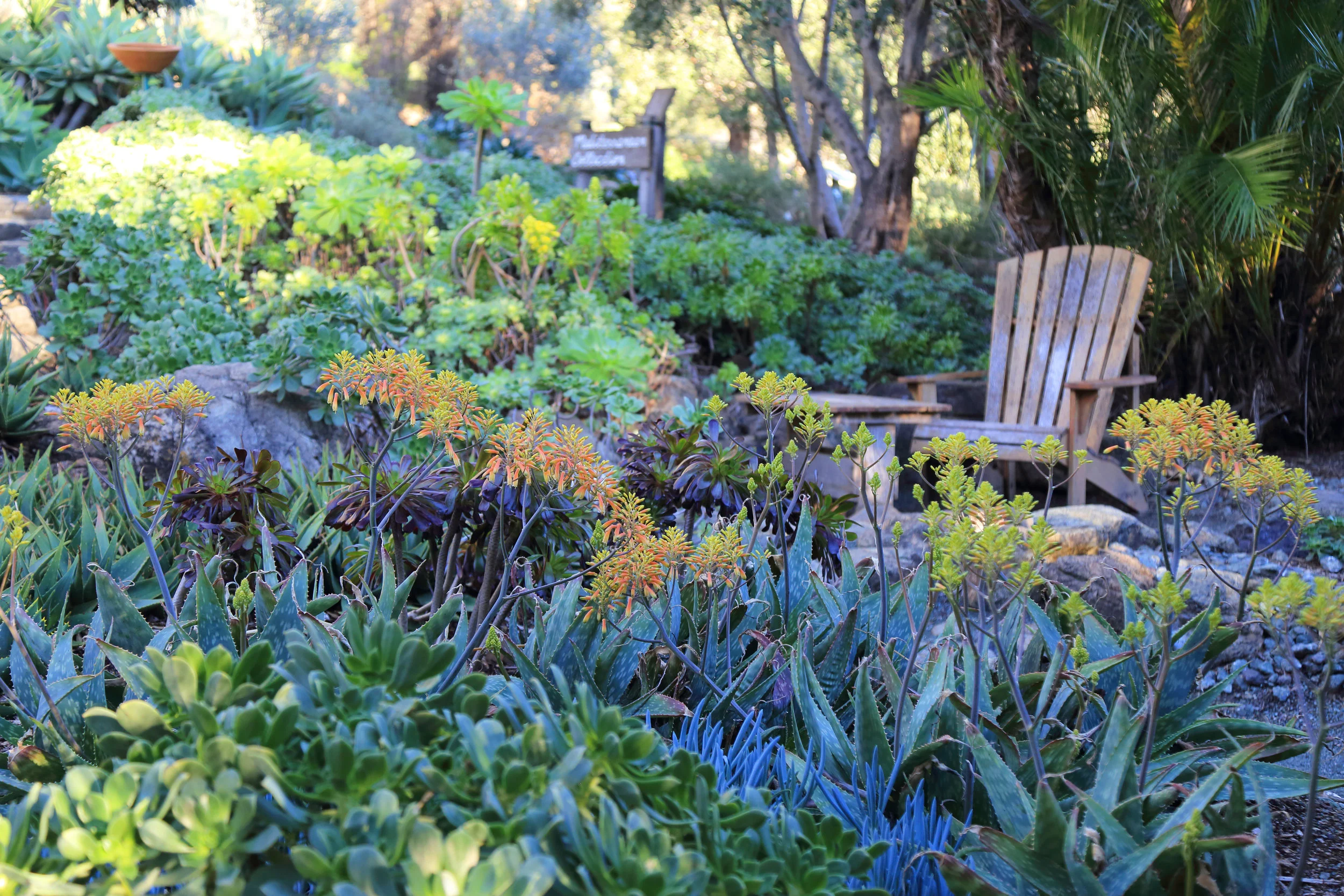 A succulent-surrounded seating area