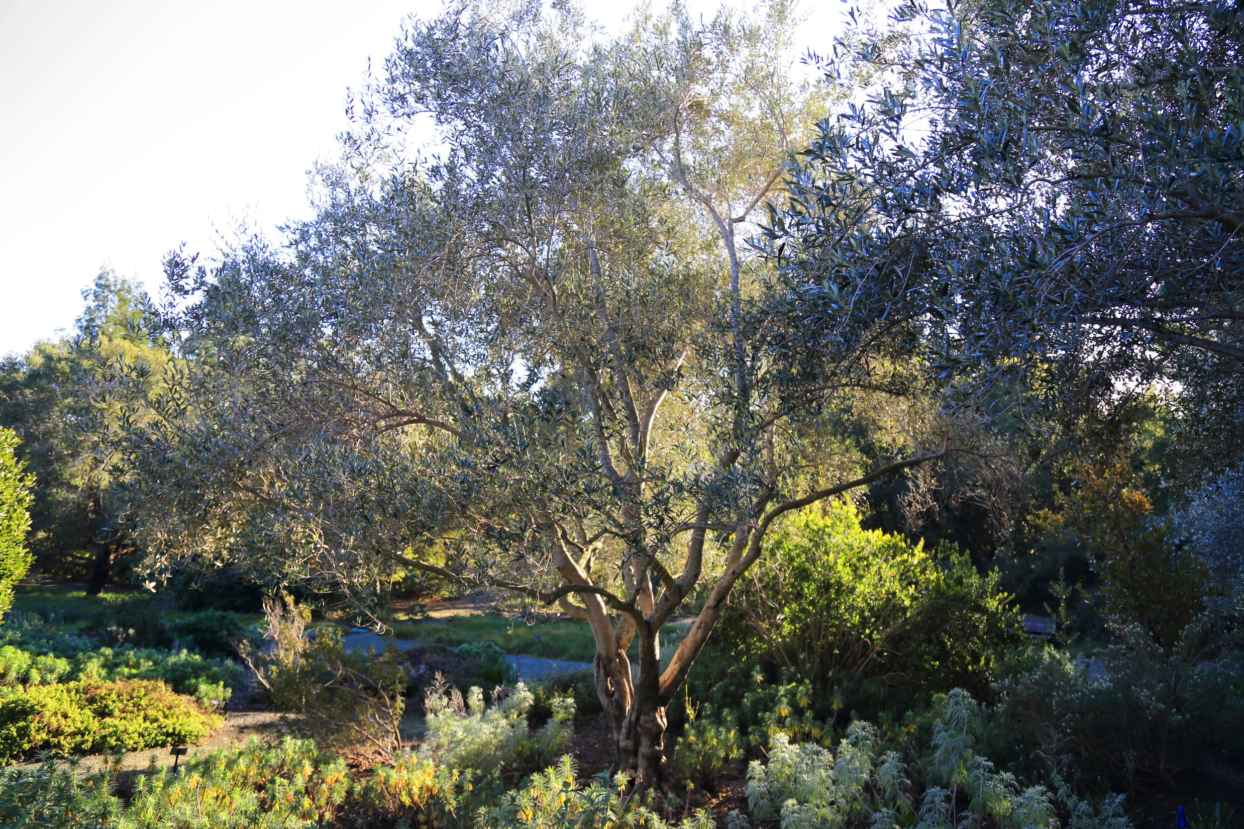 The olive grove anchors the Mediterranean Garden.