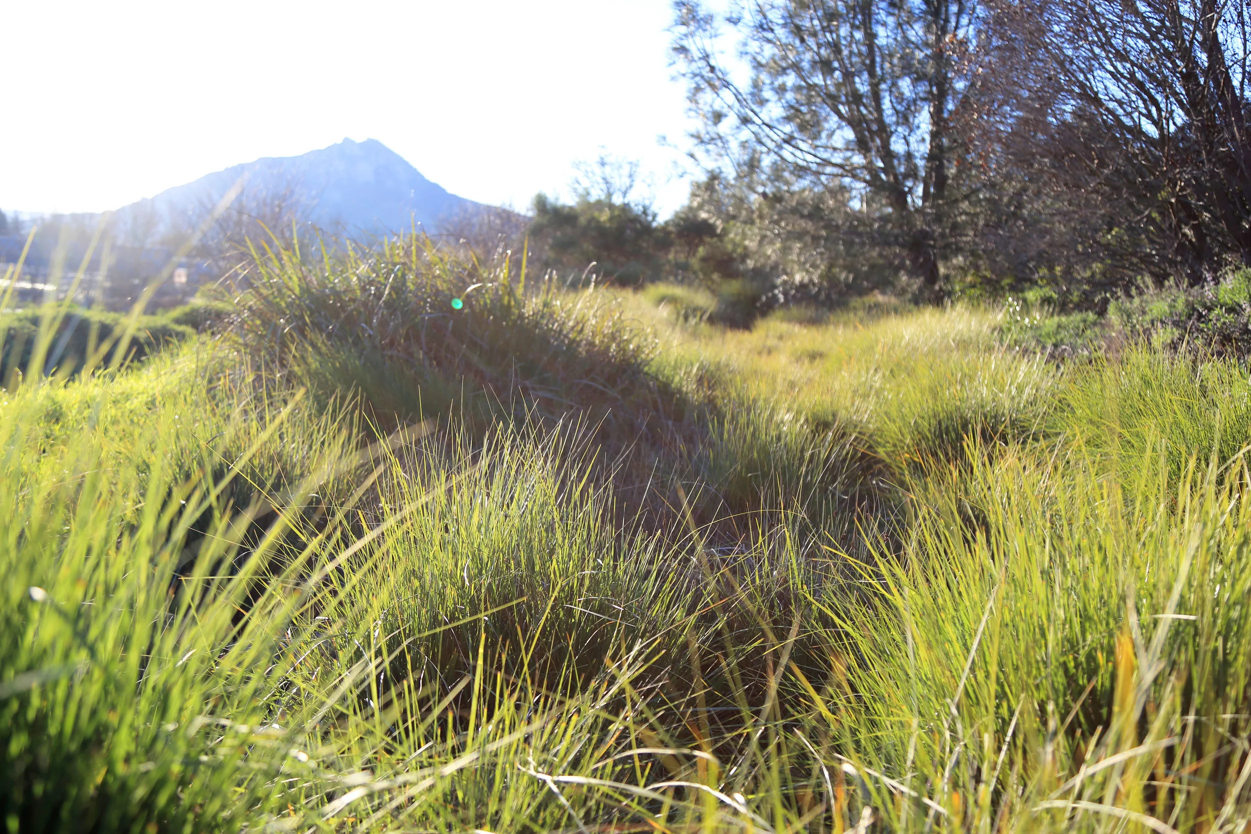 Muhlenbergia rigens provides bio-filtration and stabilization for a swale in the California Garden, while Bishops Peak overlooks