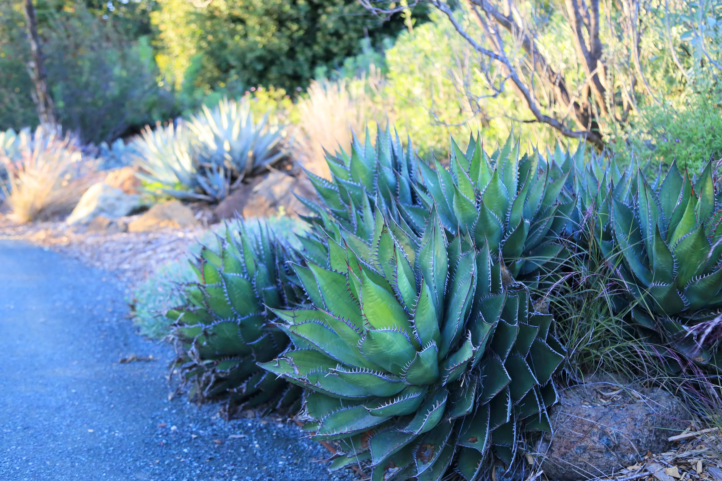 Agaves in the California Garden