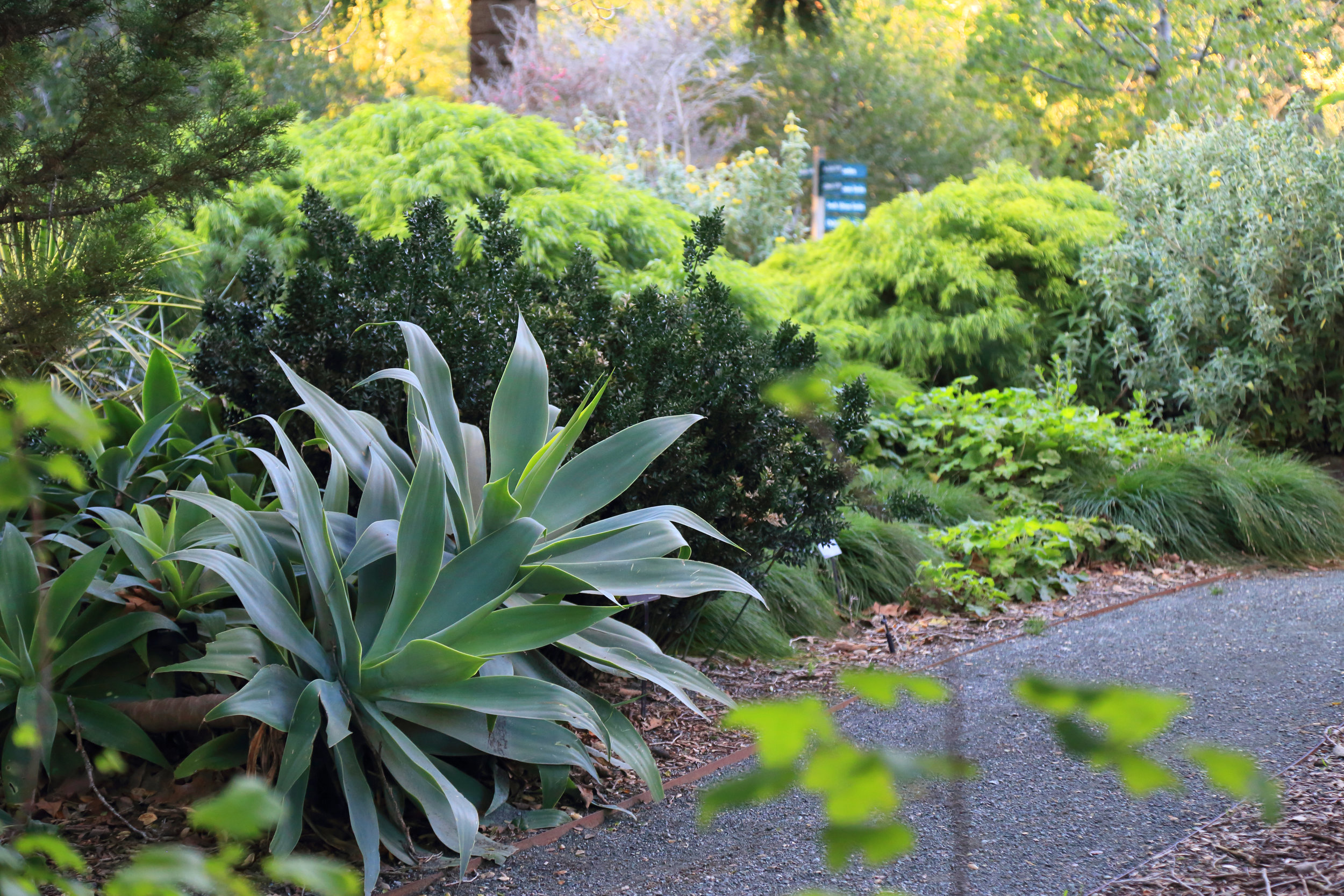 A combination of plant forms, textures and hues