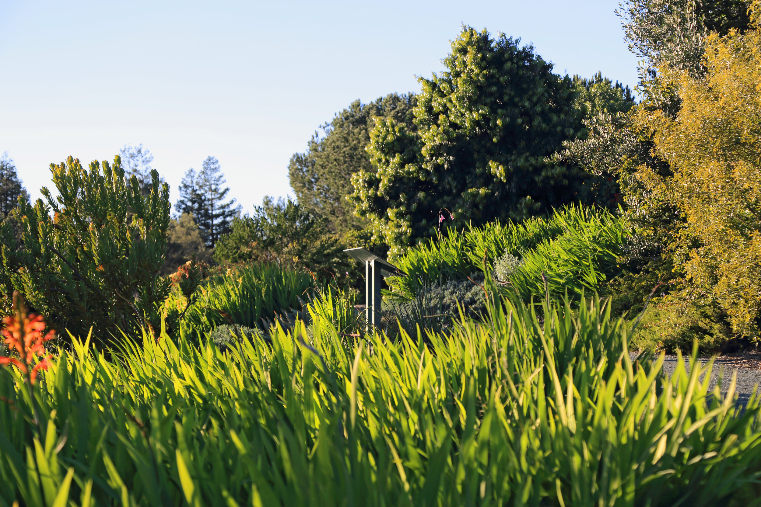 The South African Garden, covered with Crocosmia