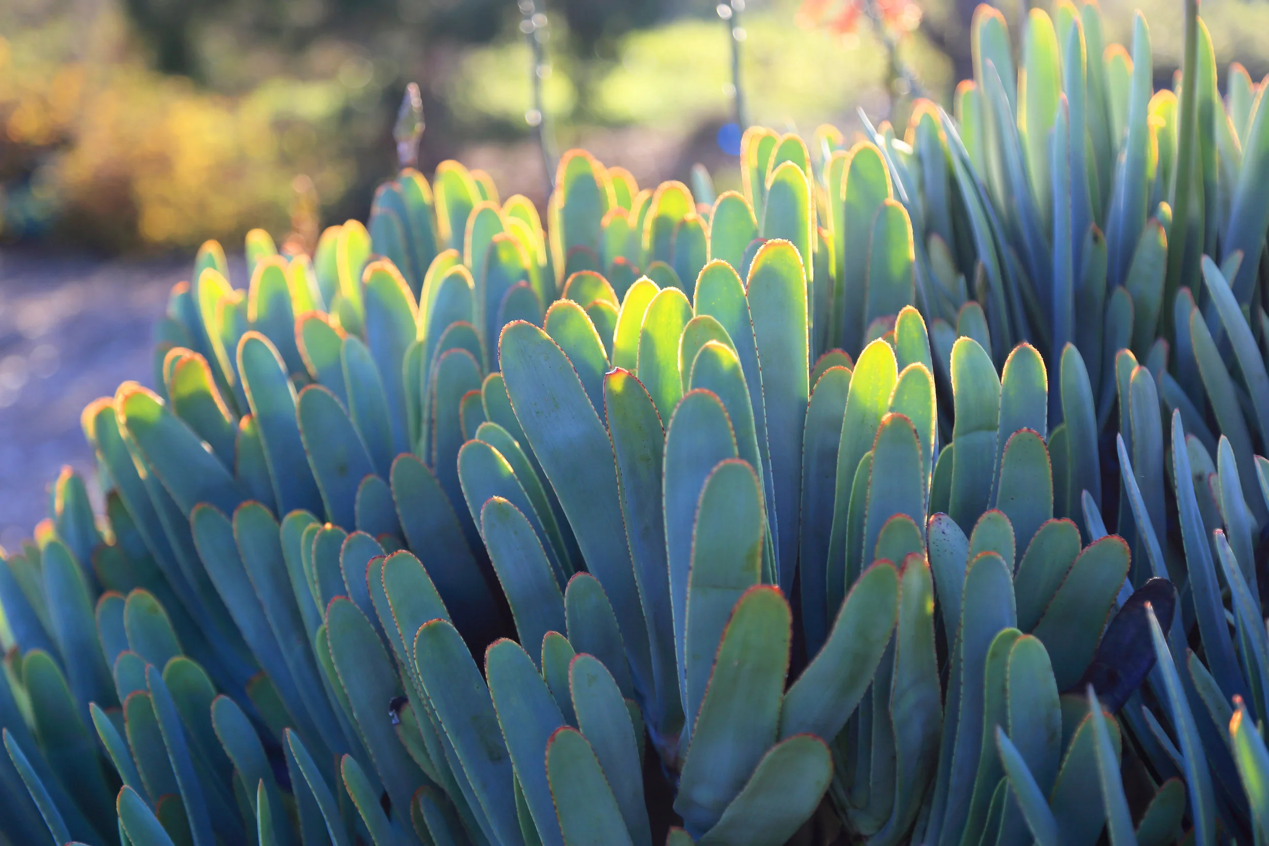 Aloe plicatilis in the South African Garden