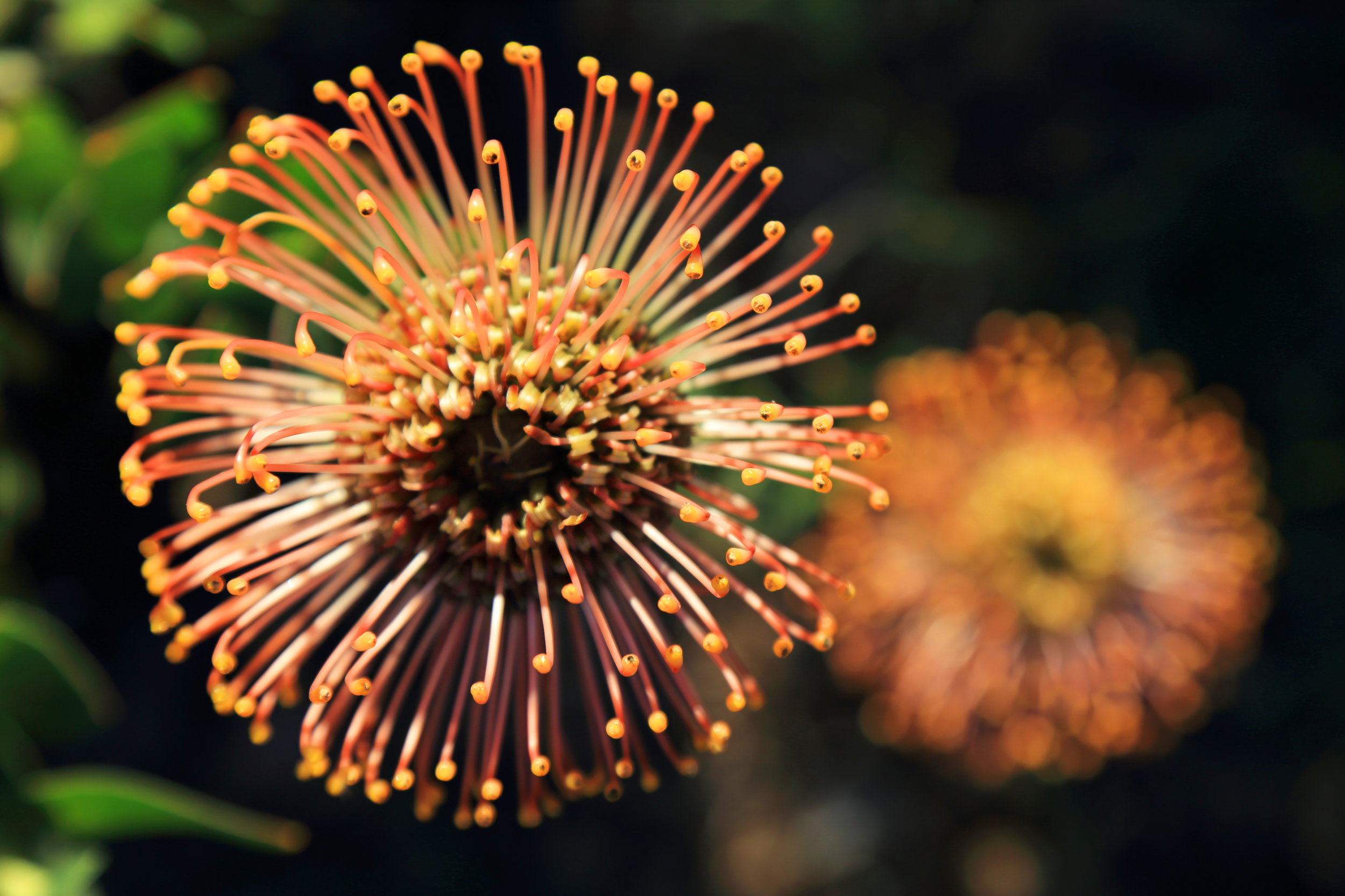 Leucospermum in the South African Garden