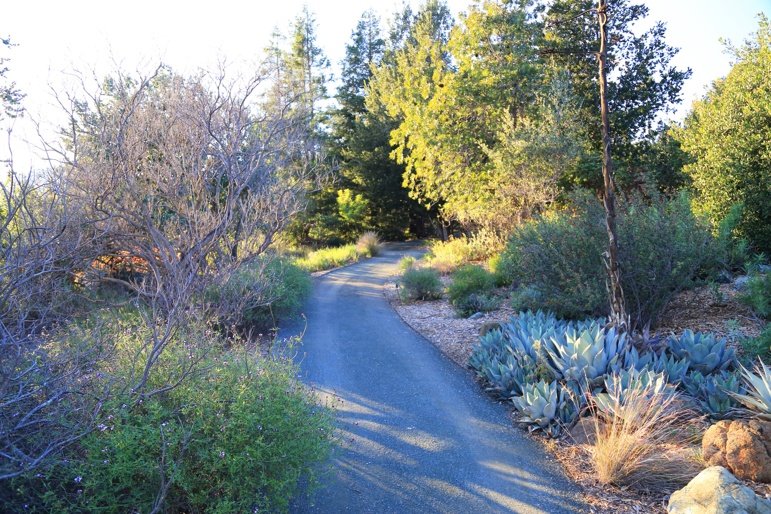 The pathway winding through the California Garden