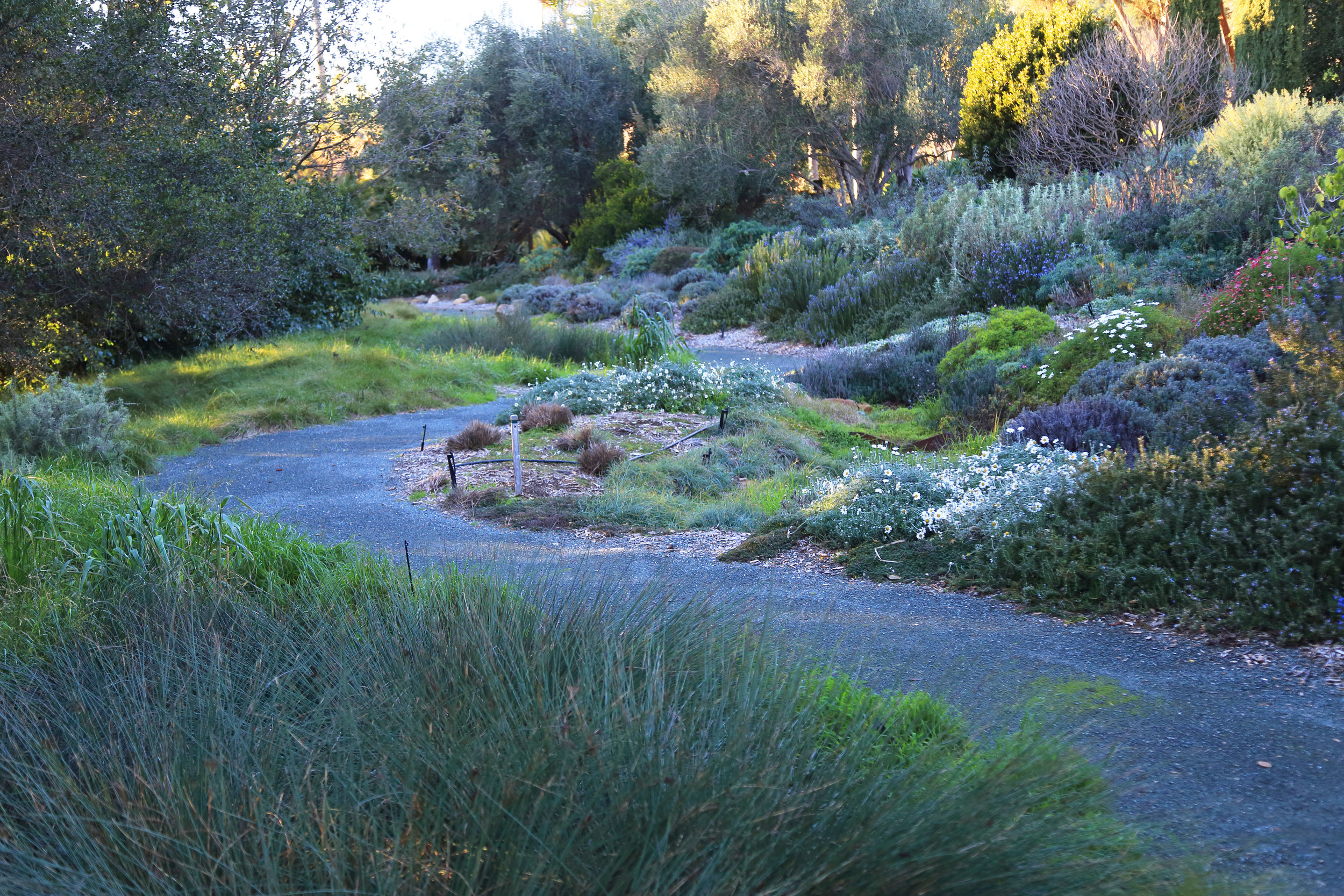 The main pathway, flanked by California and Mediterranean natives 
