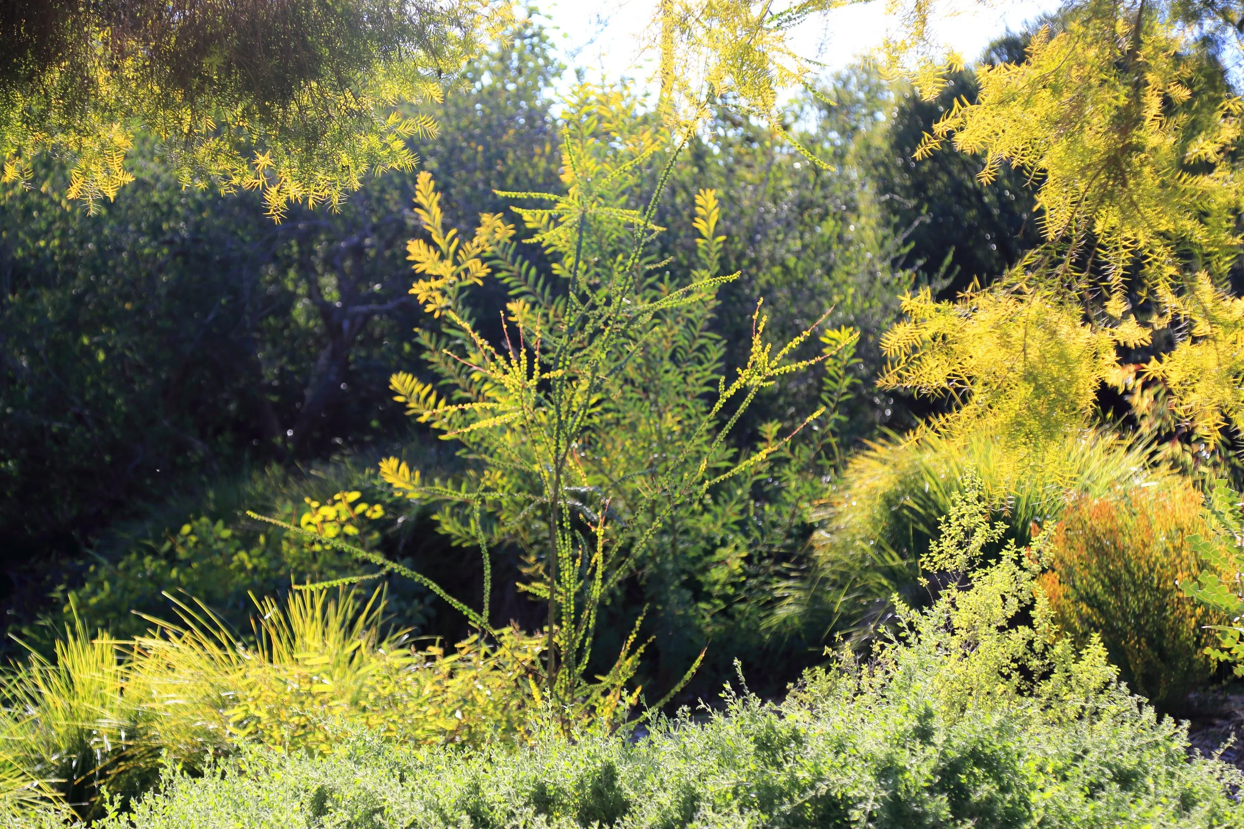 Botanical Tour: Leaning Pine Arboretum