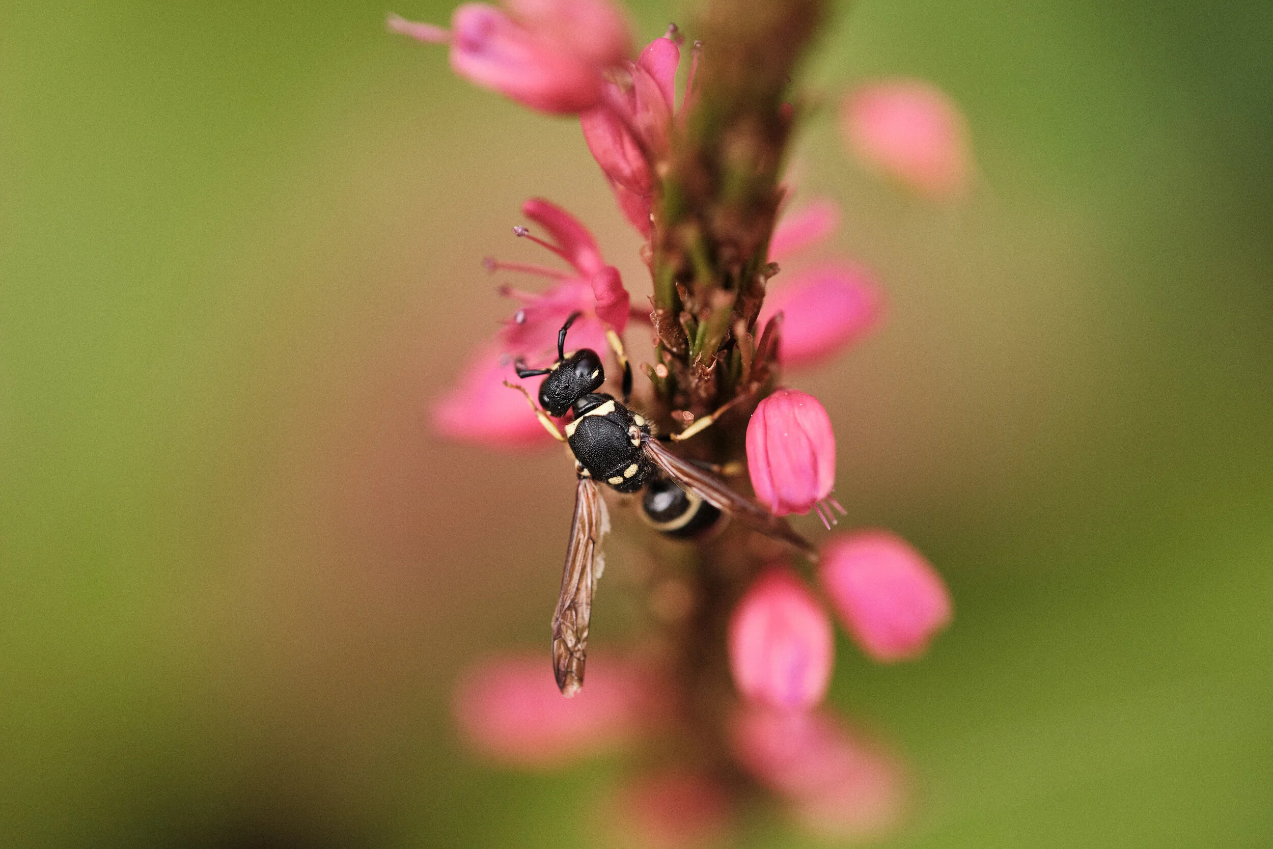 DSCF5803.jpg