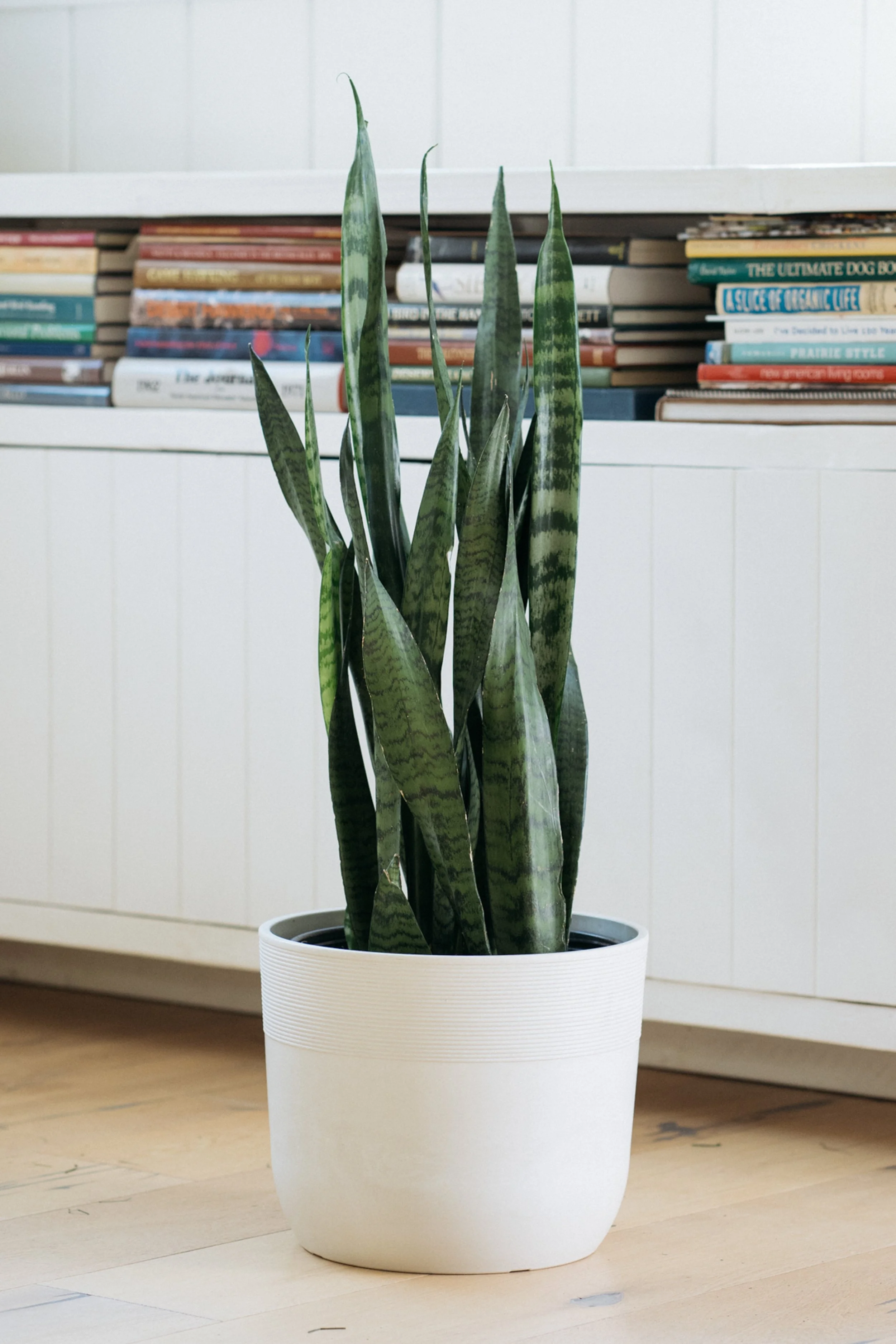 Plants.com-2.jpg