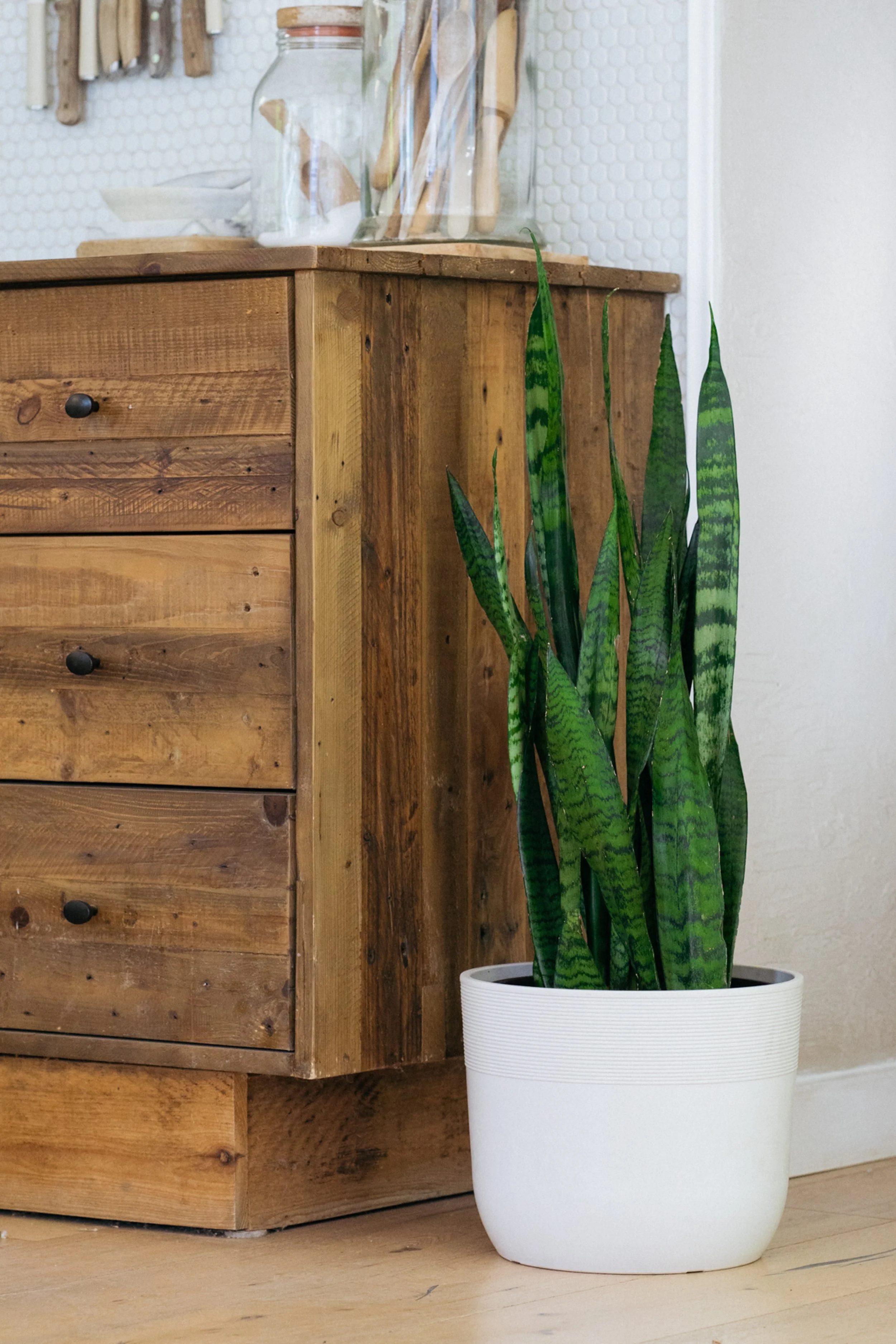 Plants.com-14.jpg