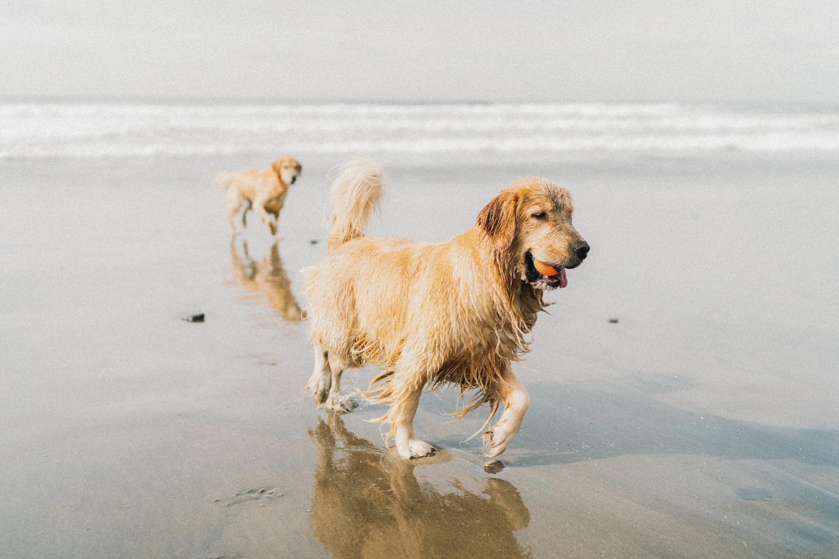dog-20.JPG