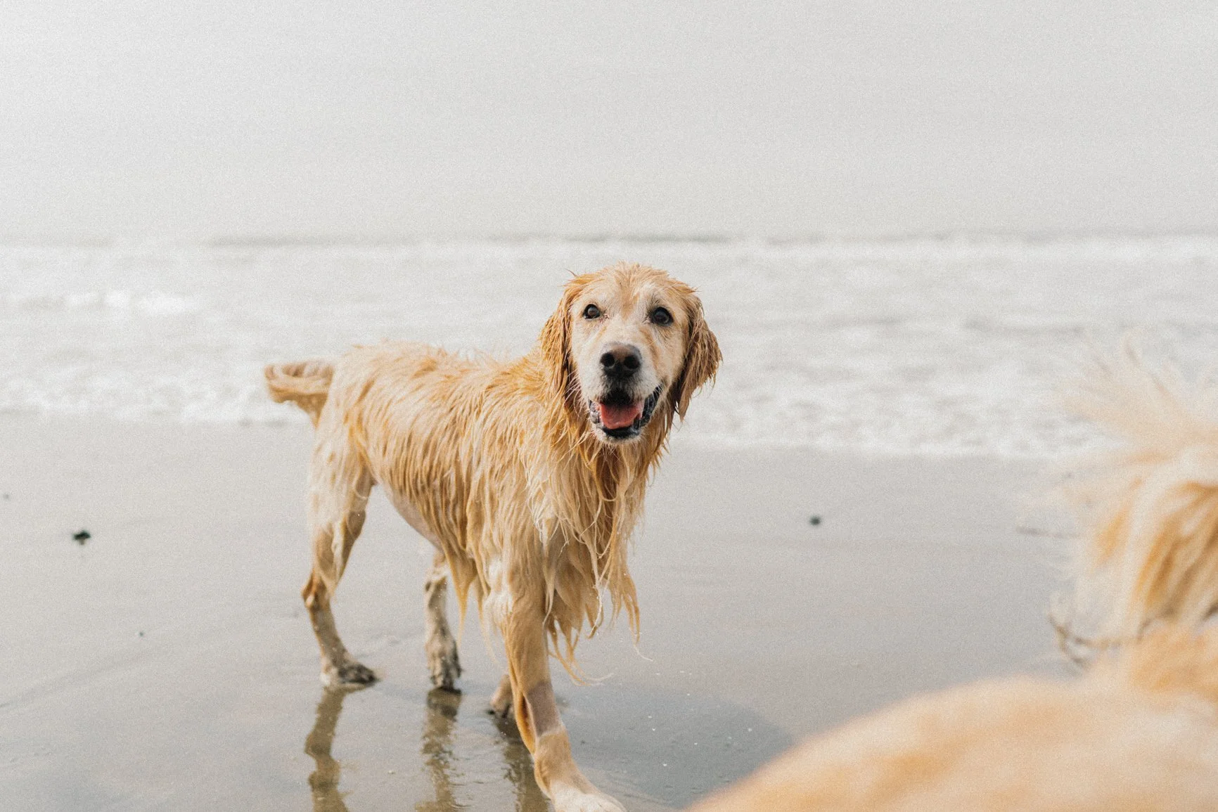 dog-9.JPG