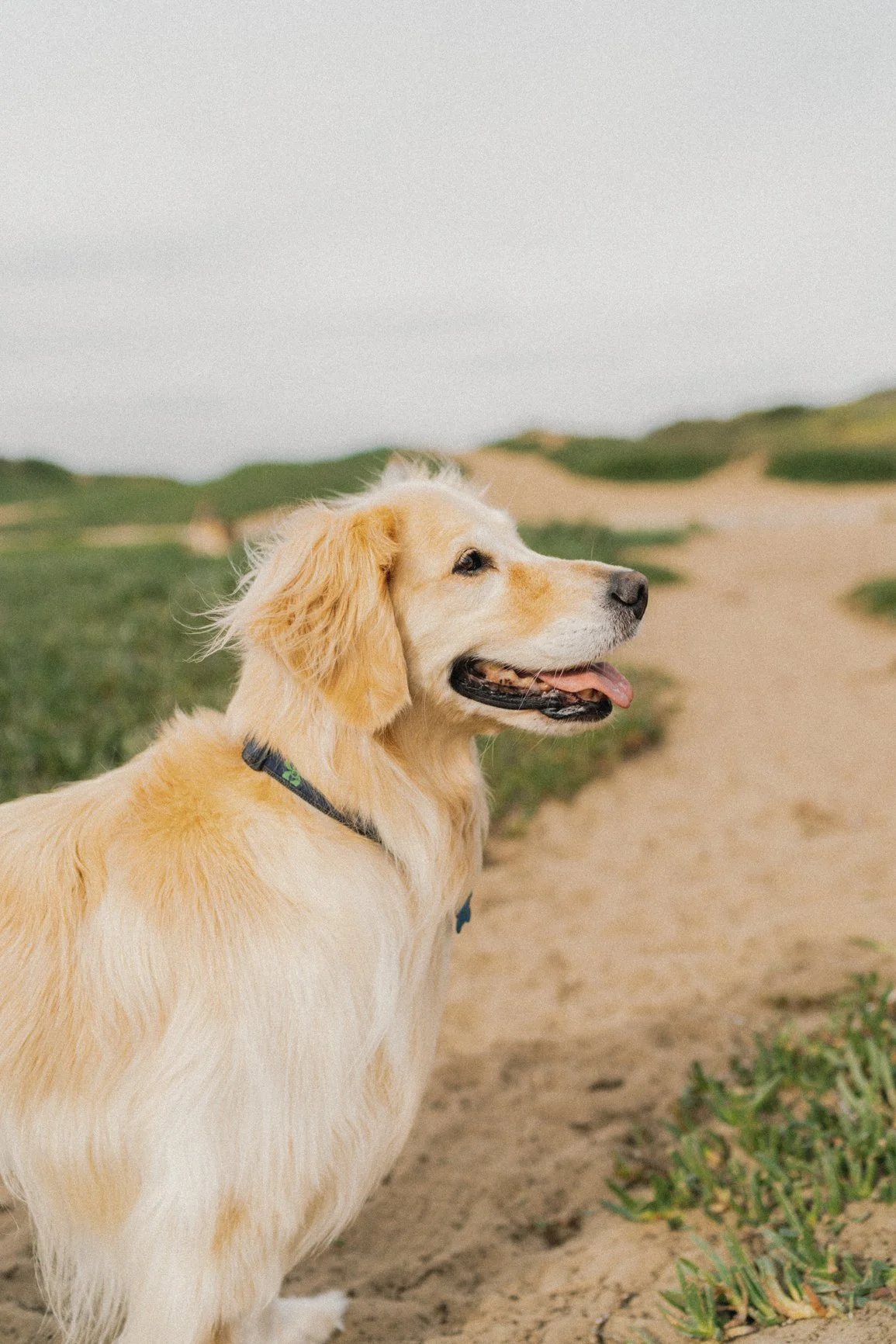 dog-1.JPG
