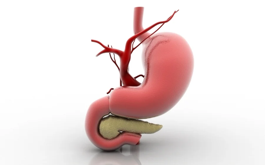 Stomach