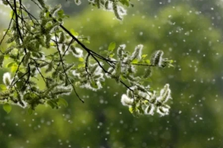 tree pollen.jpg