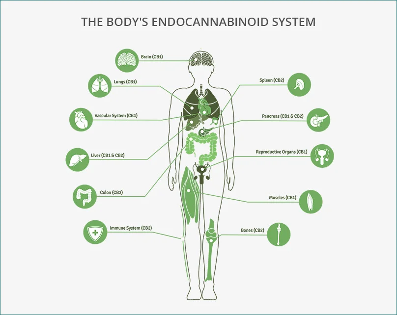 endocannabinoid-system-1.jpg