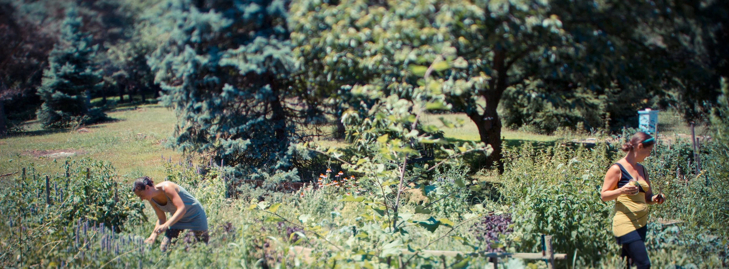 wholistic healing with medicinal roots & yoga
