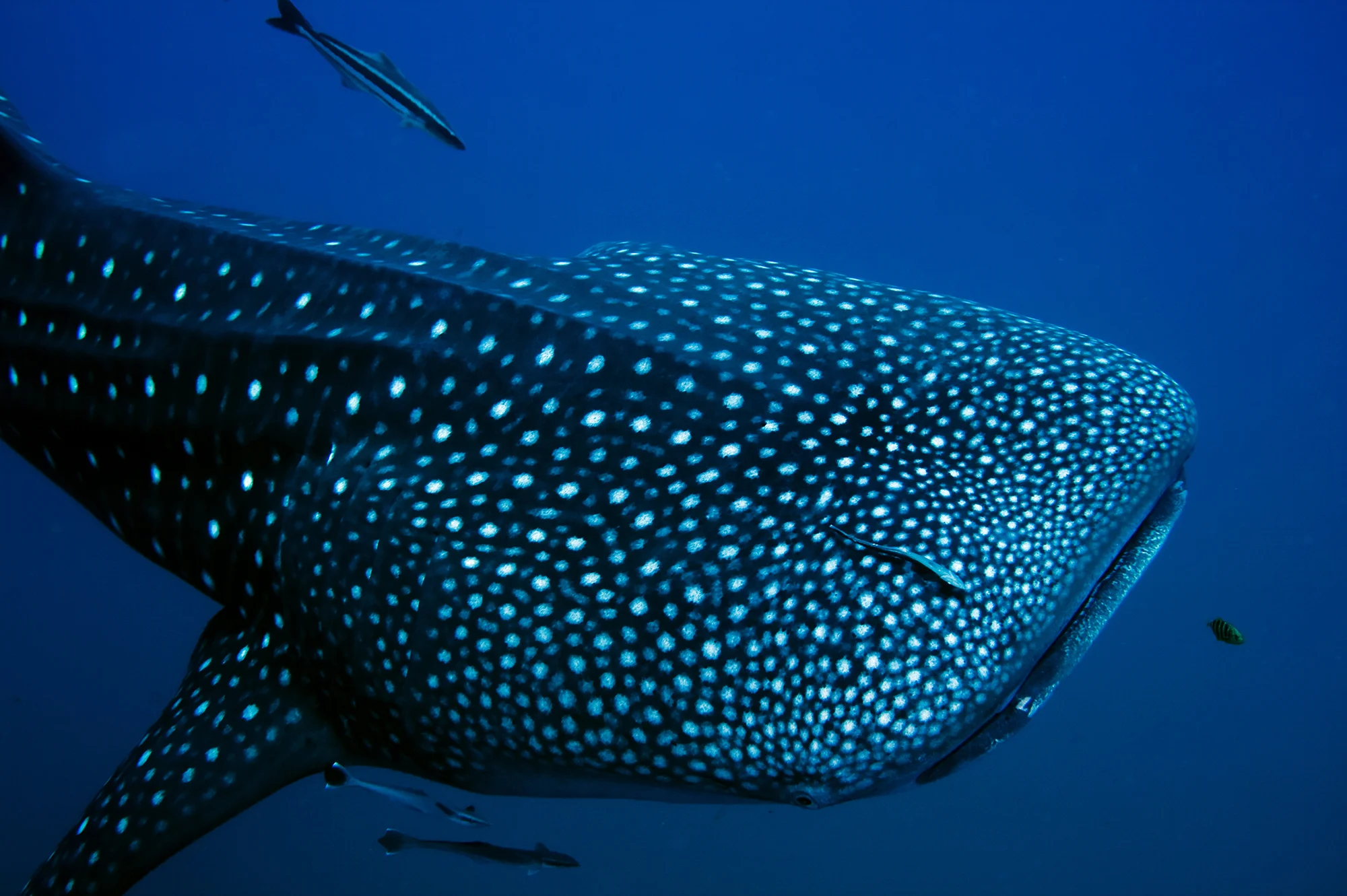 whale_shark.jpg