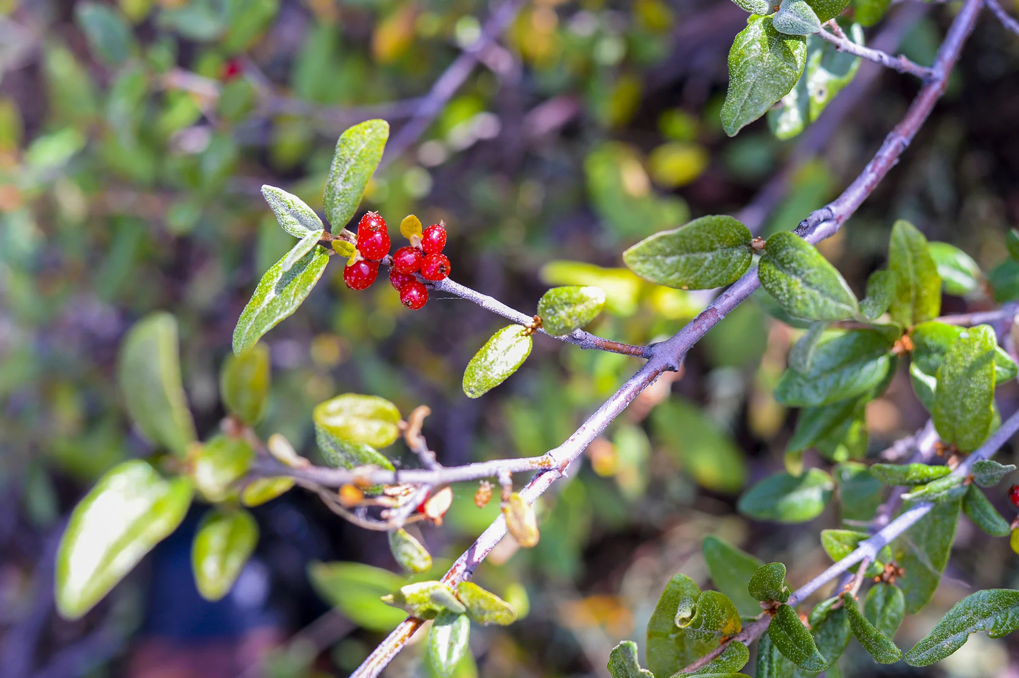 soapberries.jpg