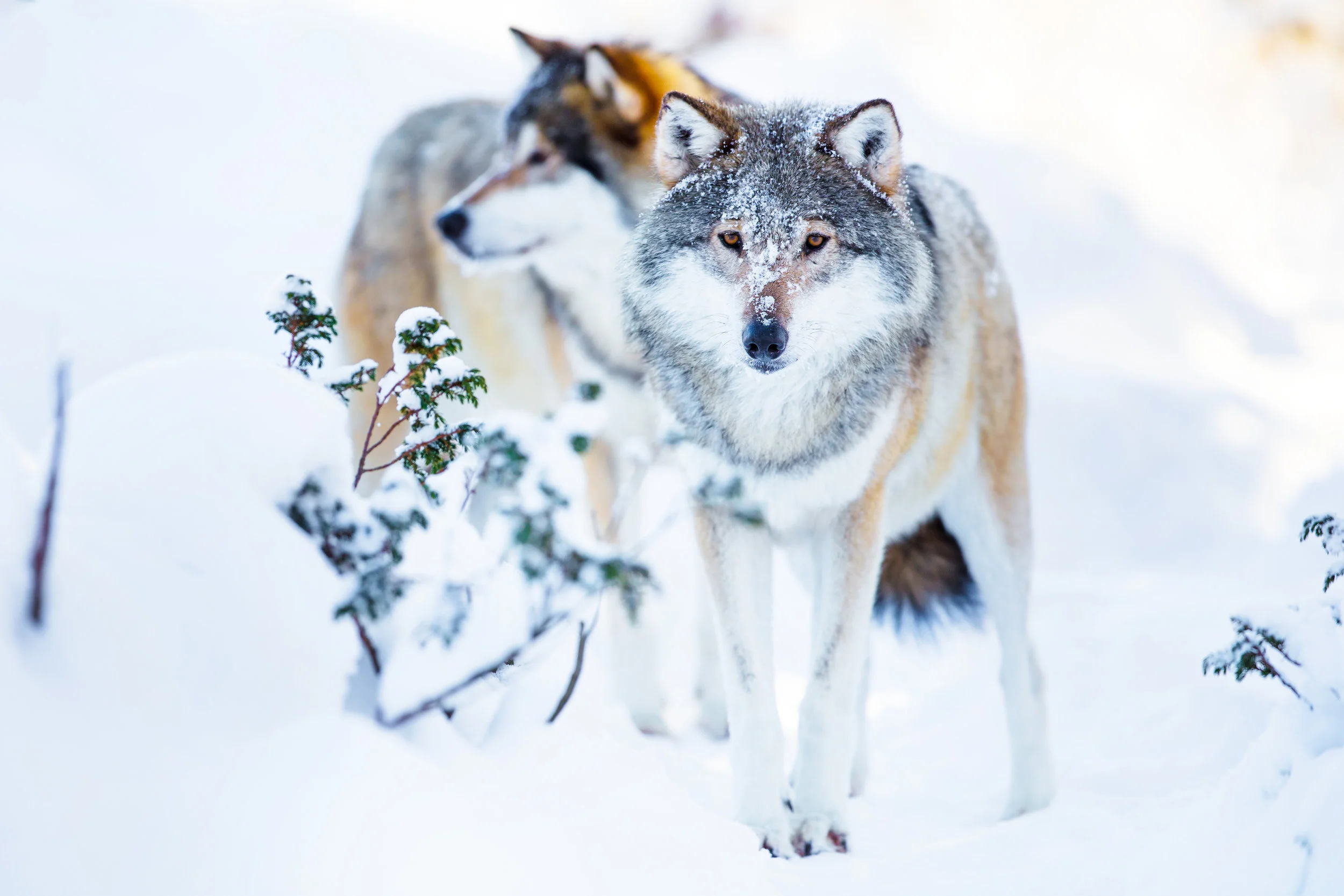 wolves9.jpg
