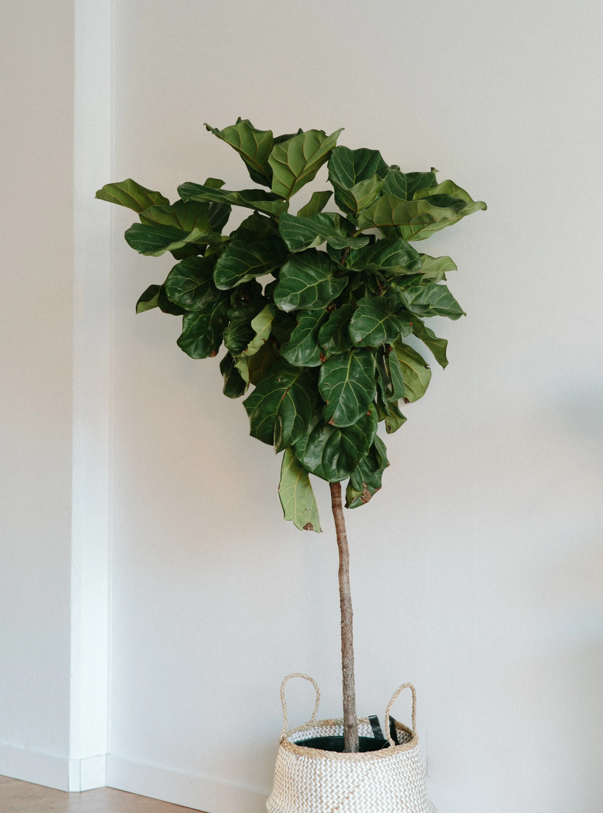 union-pilates-plant.jpg