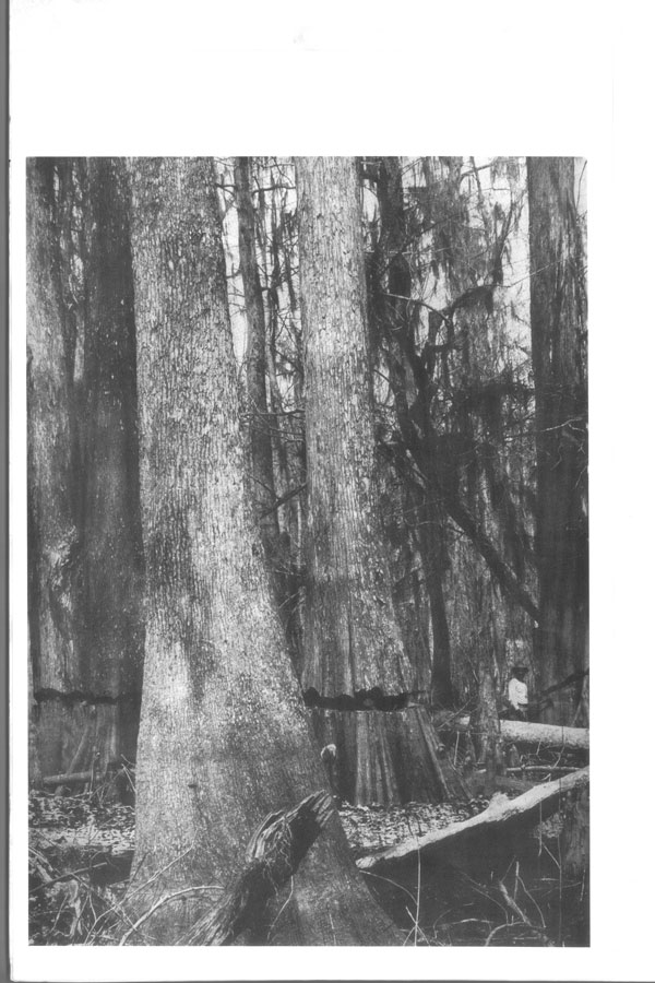 pic14.jpg