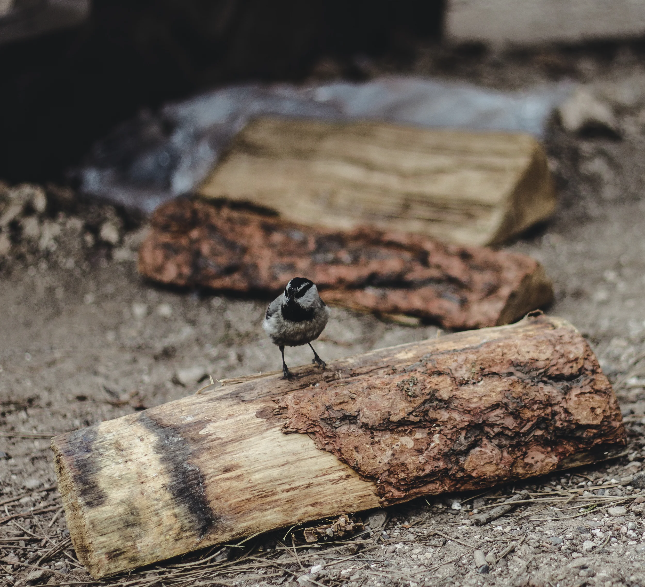 roundone (6 of 68).jpg