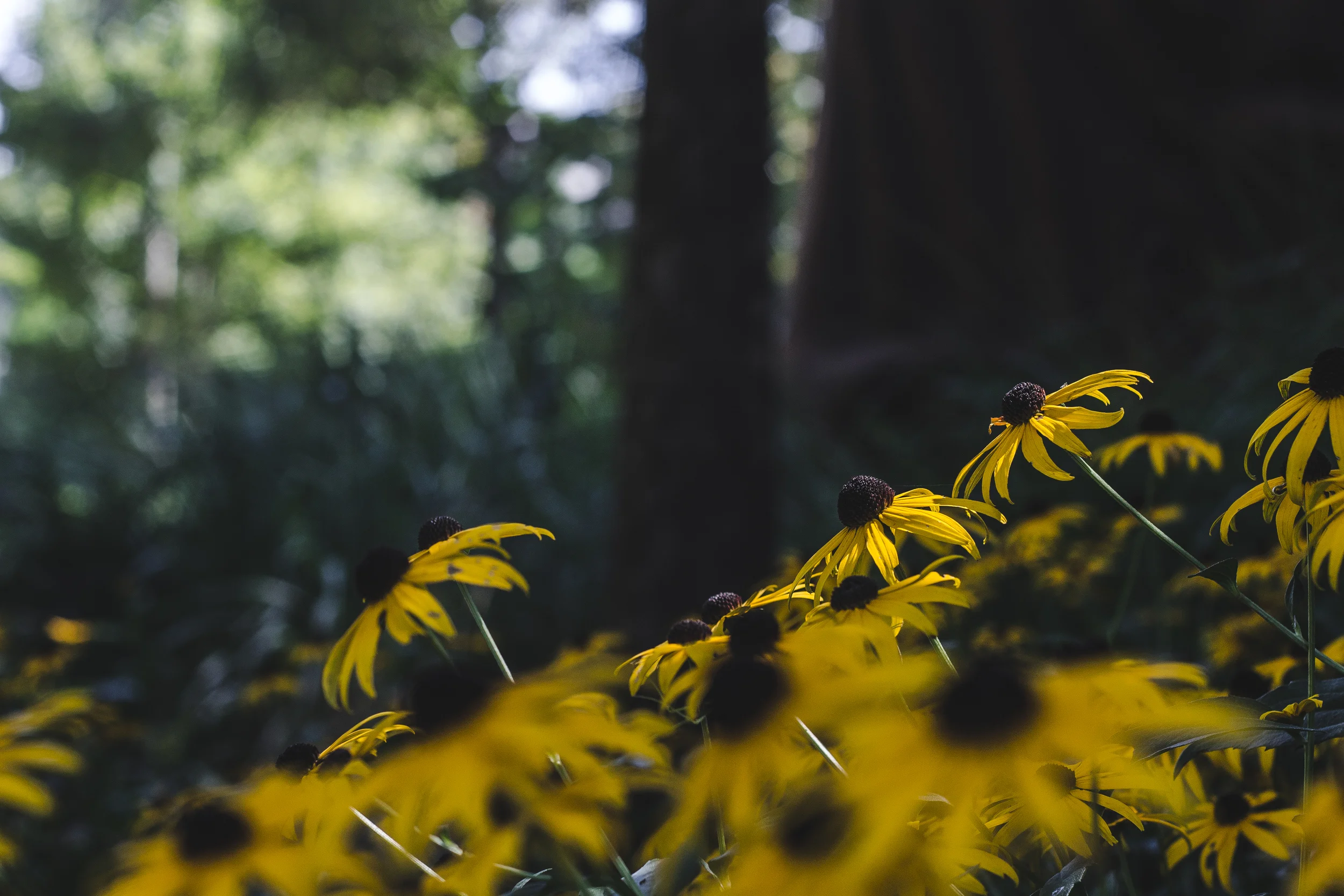 edited (3 of 22).jpg