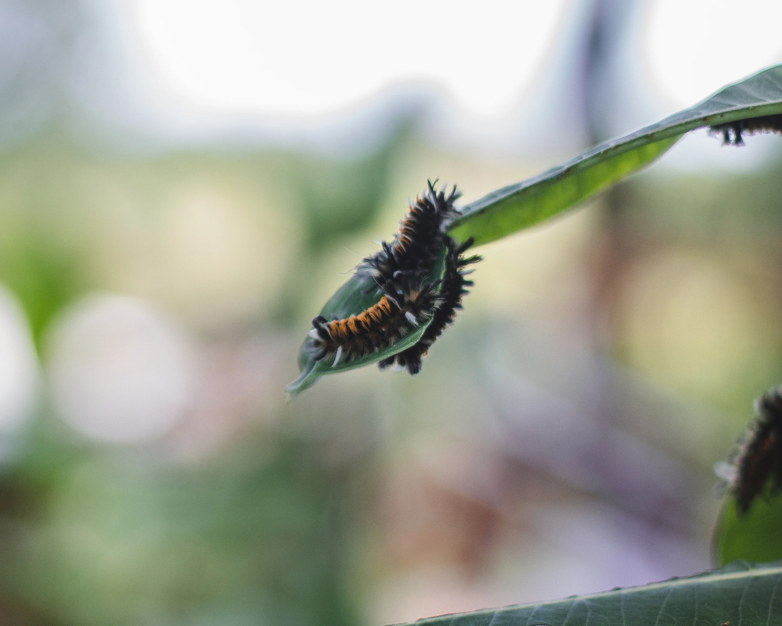 edited1 (19 of 29).jpg