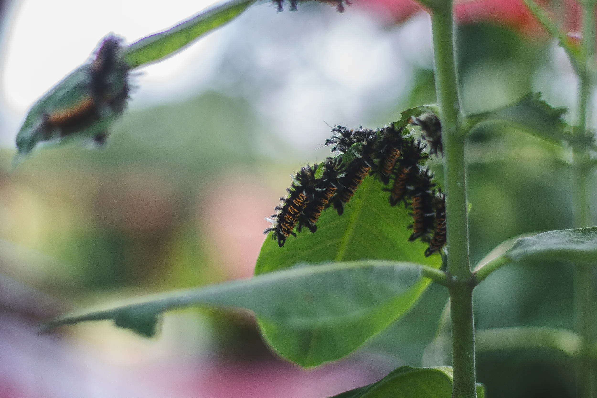 edited1 (18 of 29).jpg