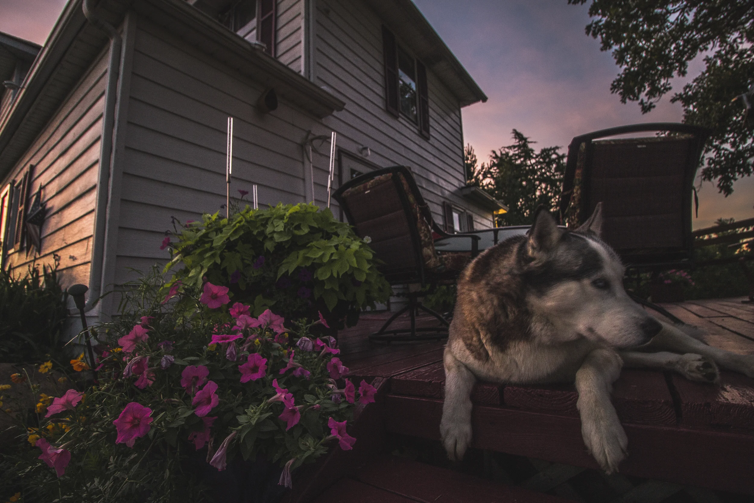 greydog (1 of 1).jpg