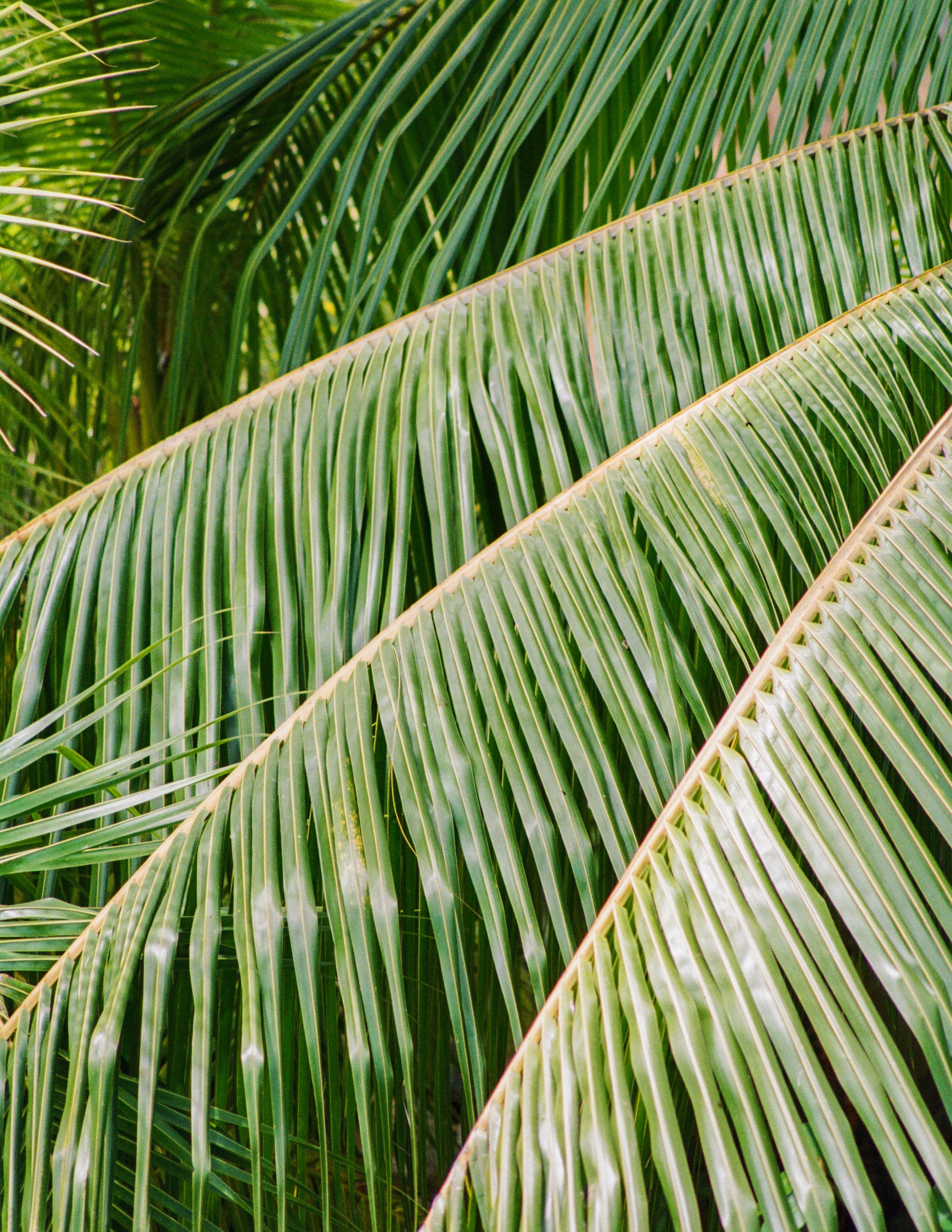 Roatan Website-17.jpg