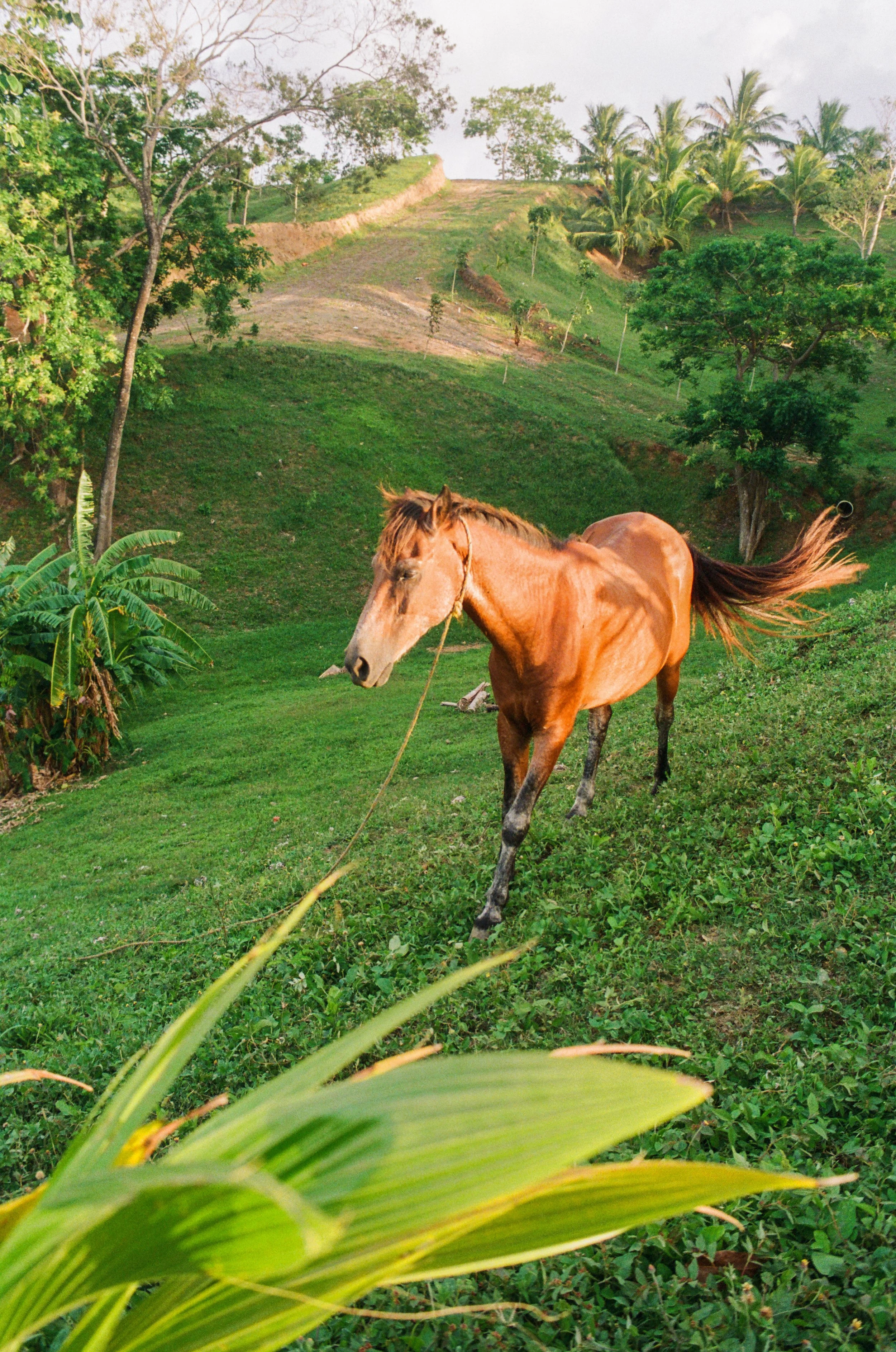 Roatan Website-22.jpg