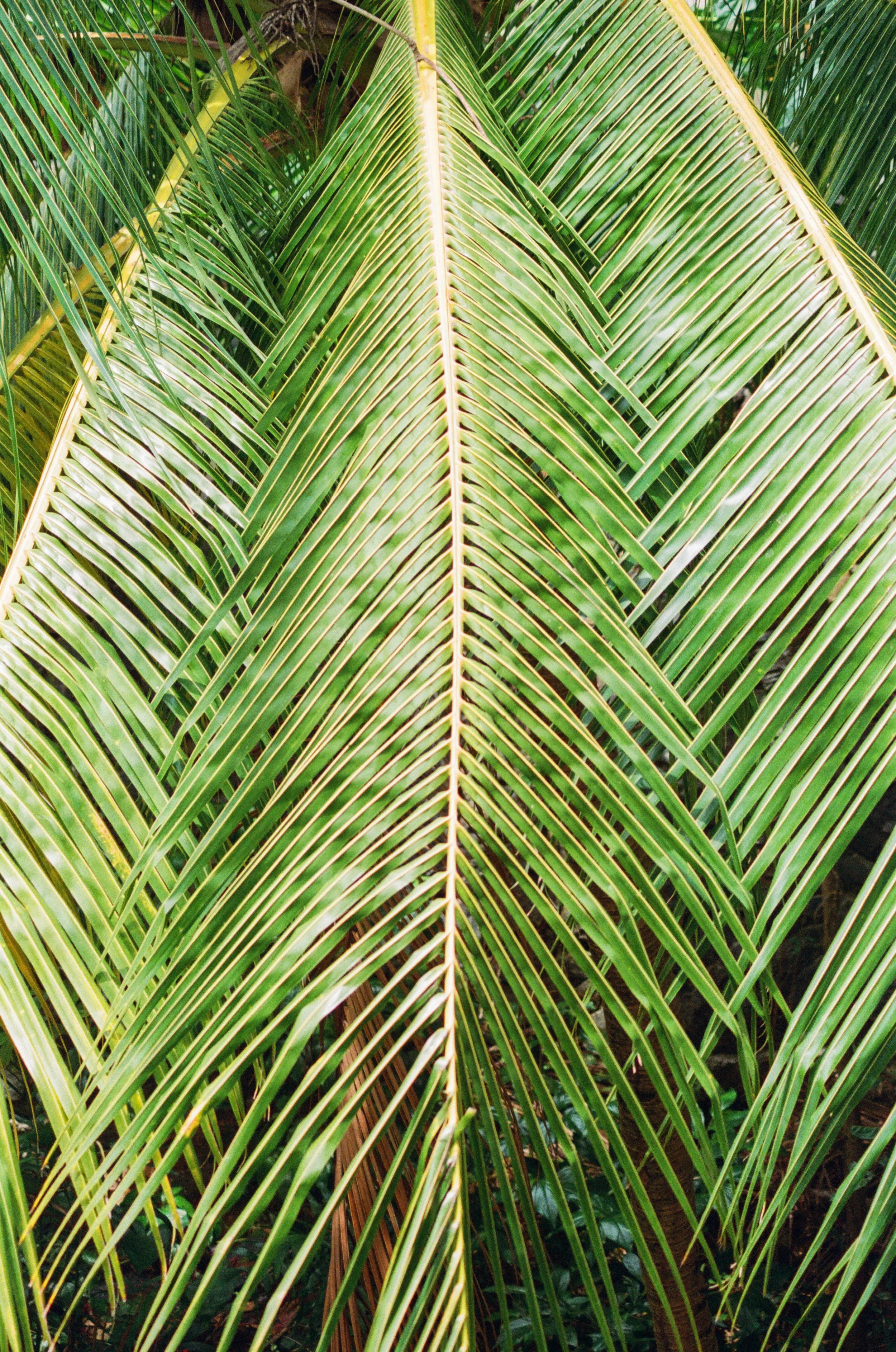 Roatan Website-25.jpg