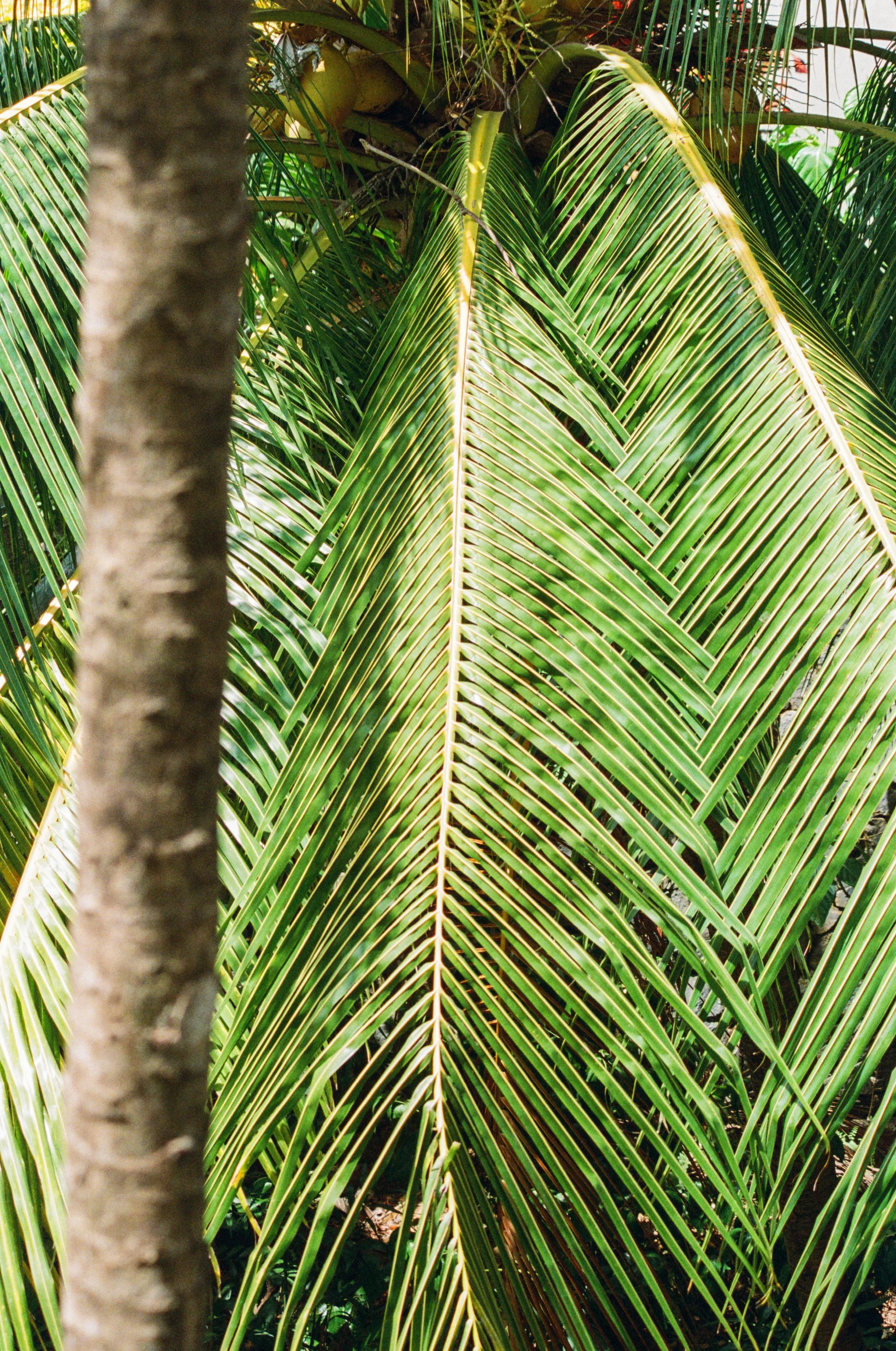 Roatan Website-26.jpg