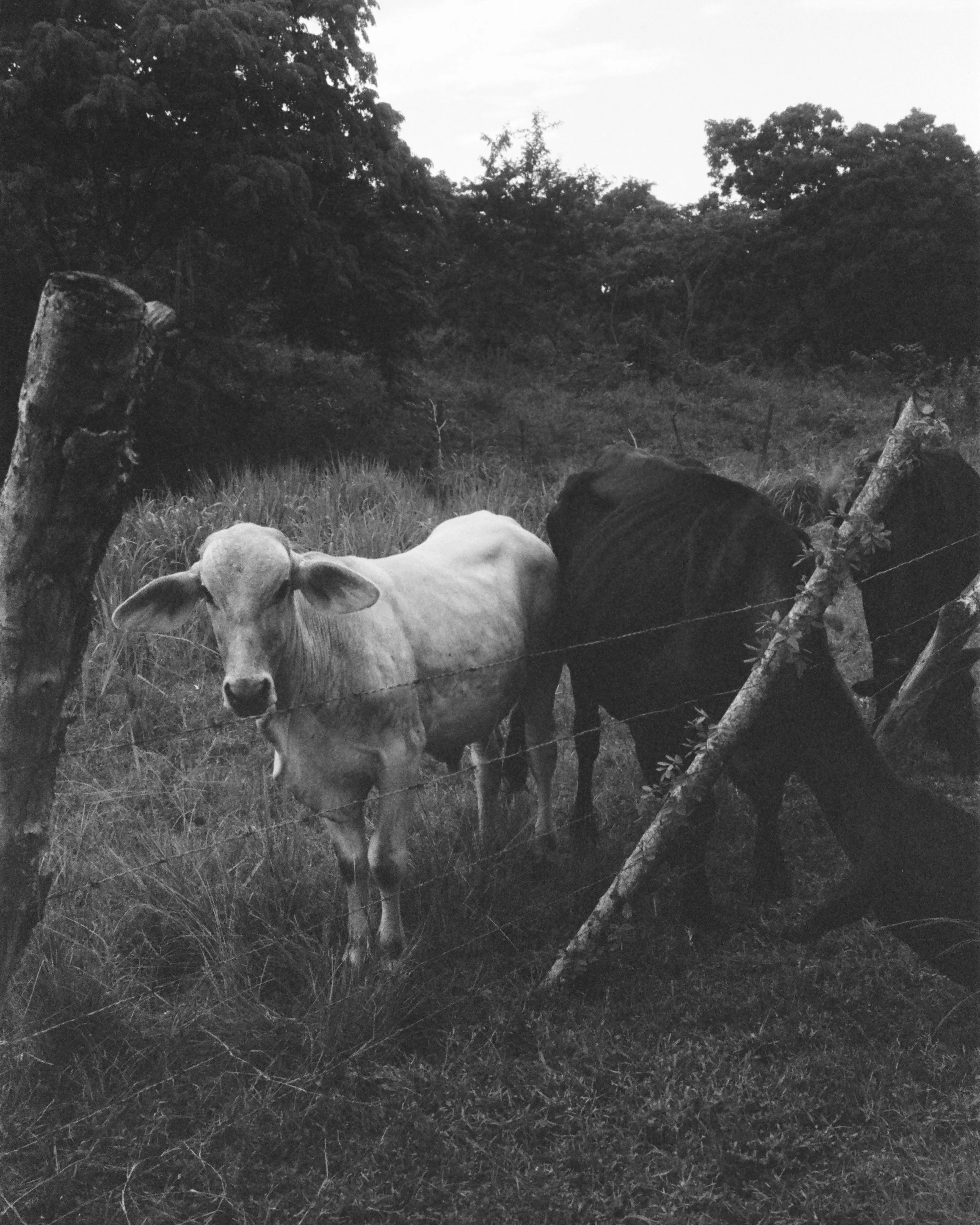 Roatan Website-44.jpg