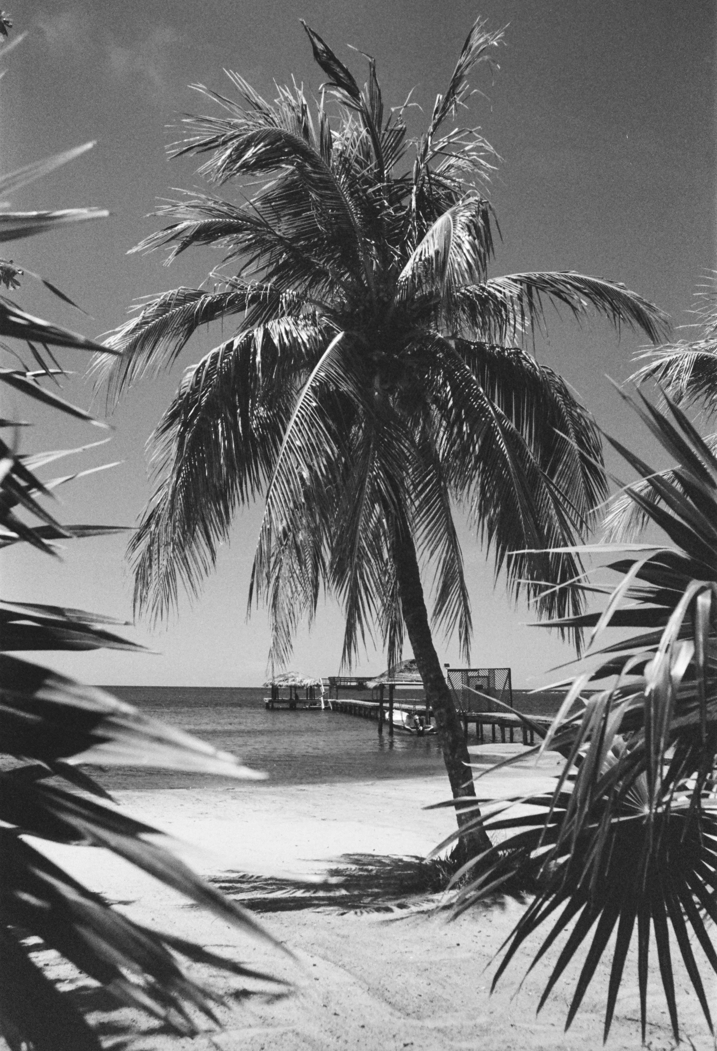 Roatan Website-45.jpg