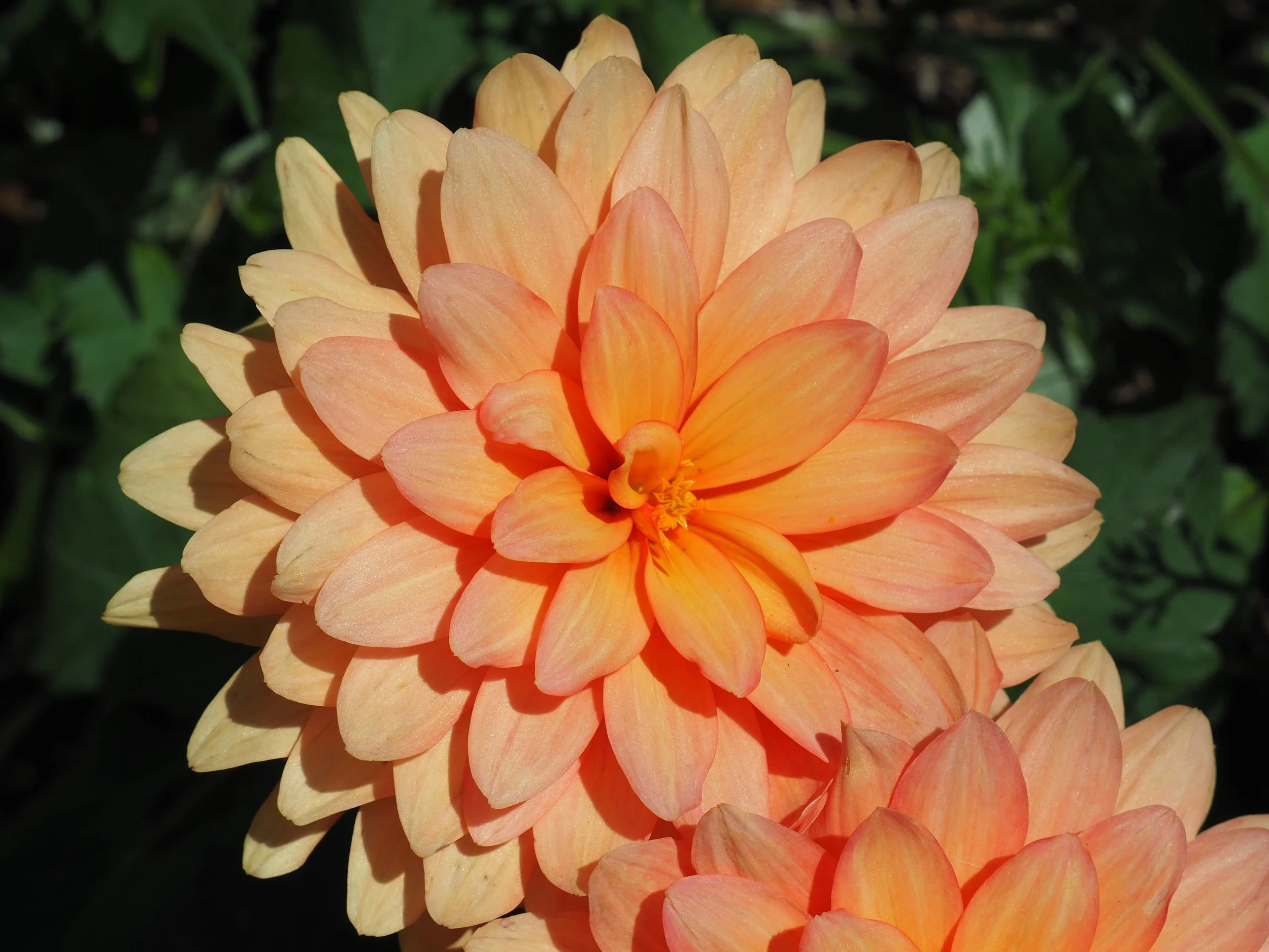 dahlia.jpg