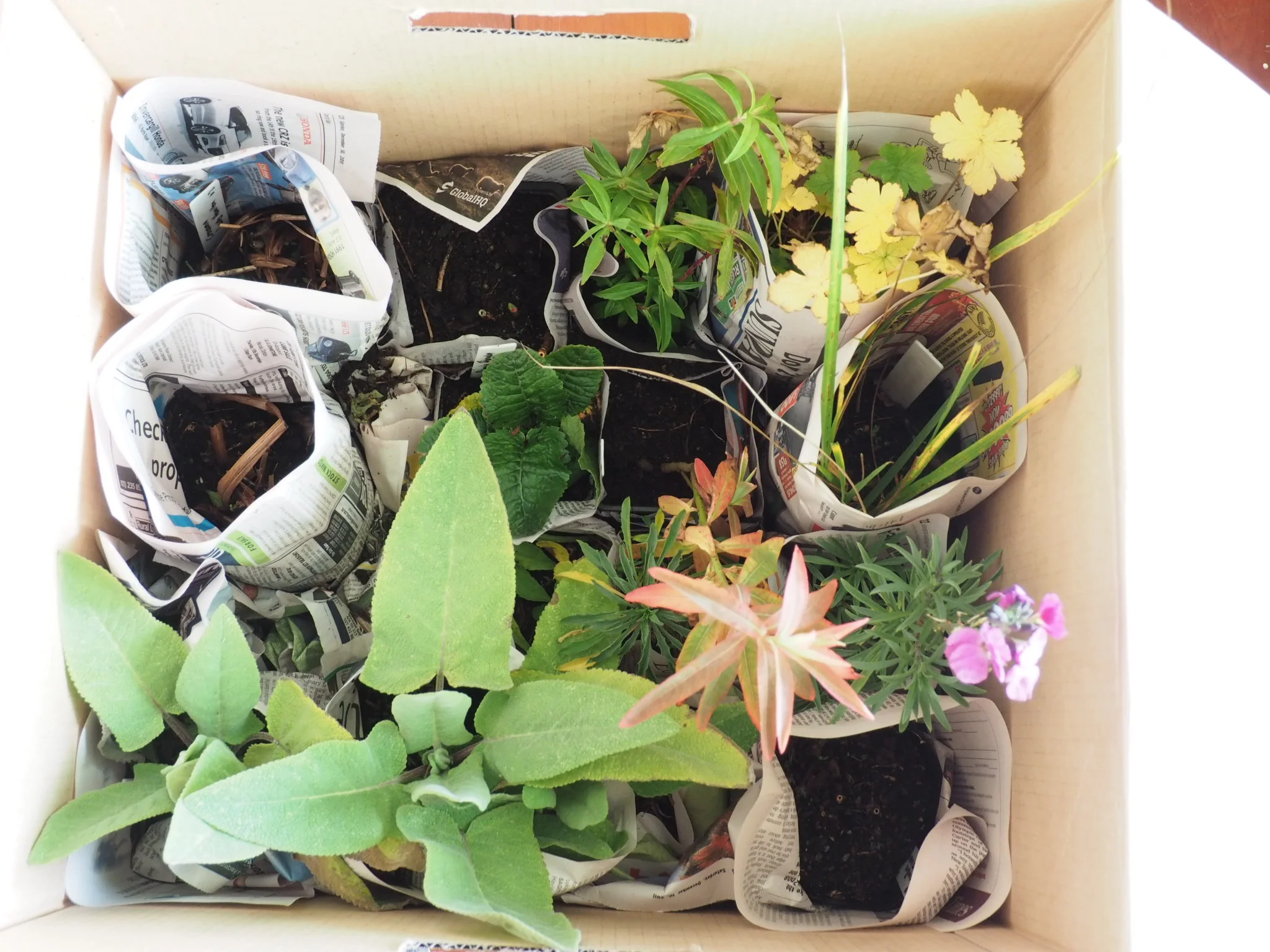 Box of plants from Marshwood Gardens. The two Crocosmia ‘Lady Hamilton’ plants are in the top left of the box.