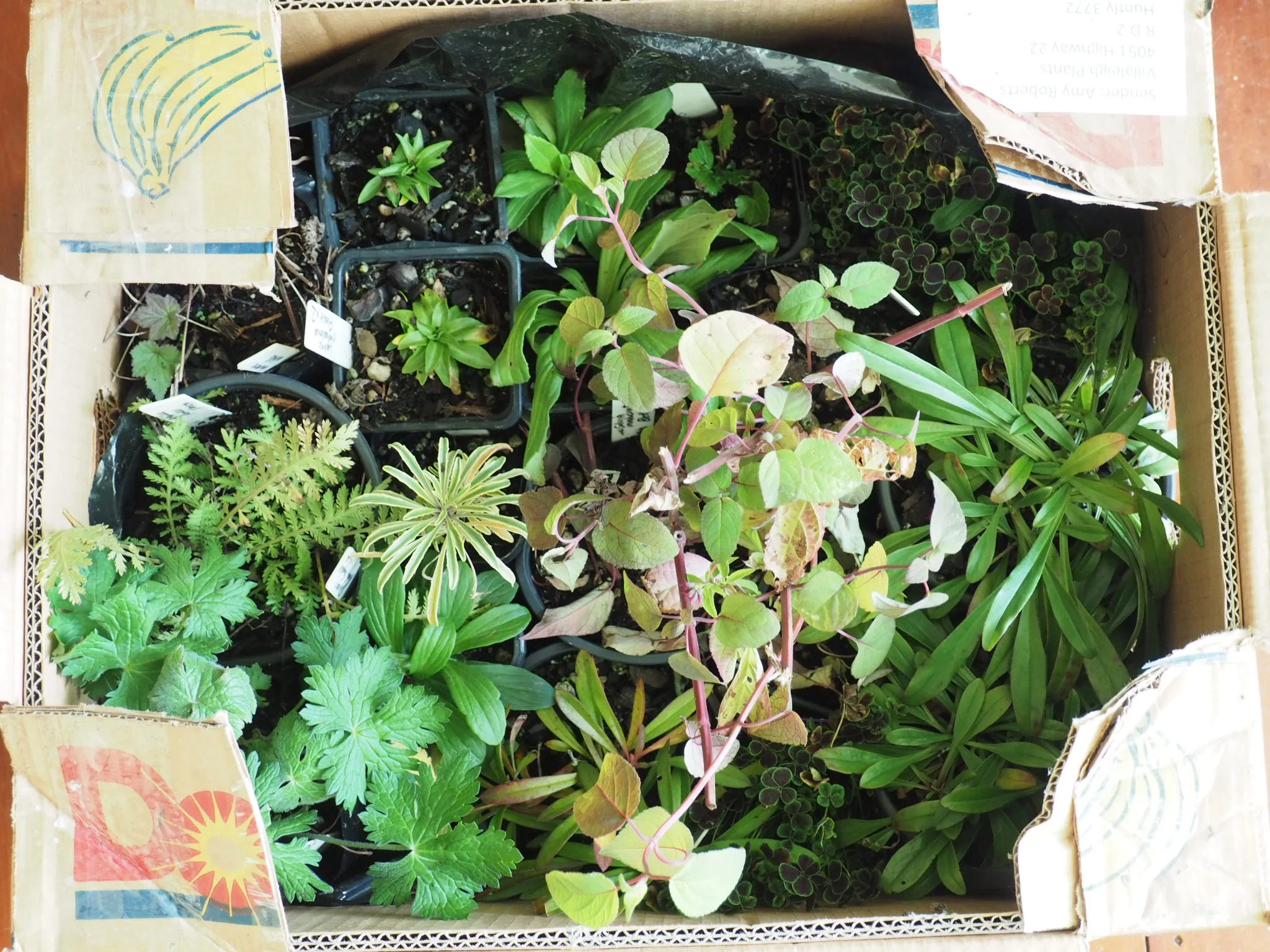Box of plants from Villaleigh Gardens.