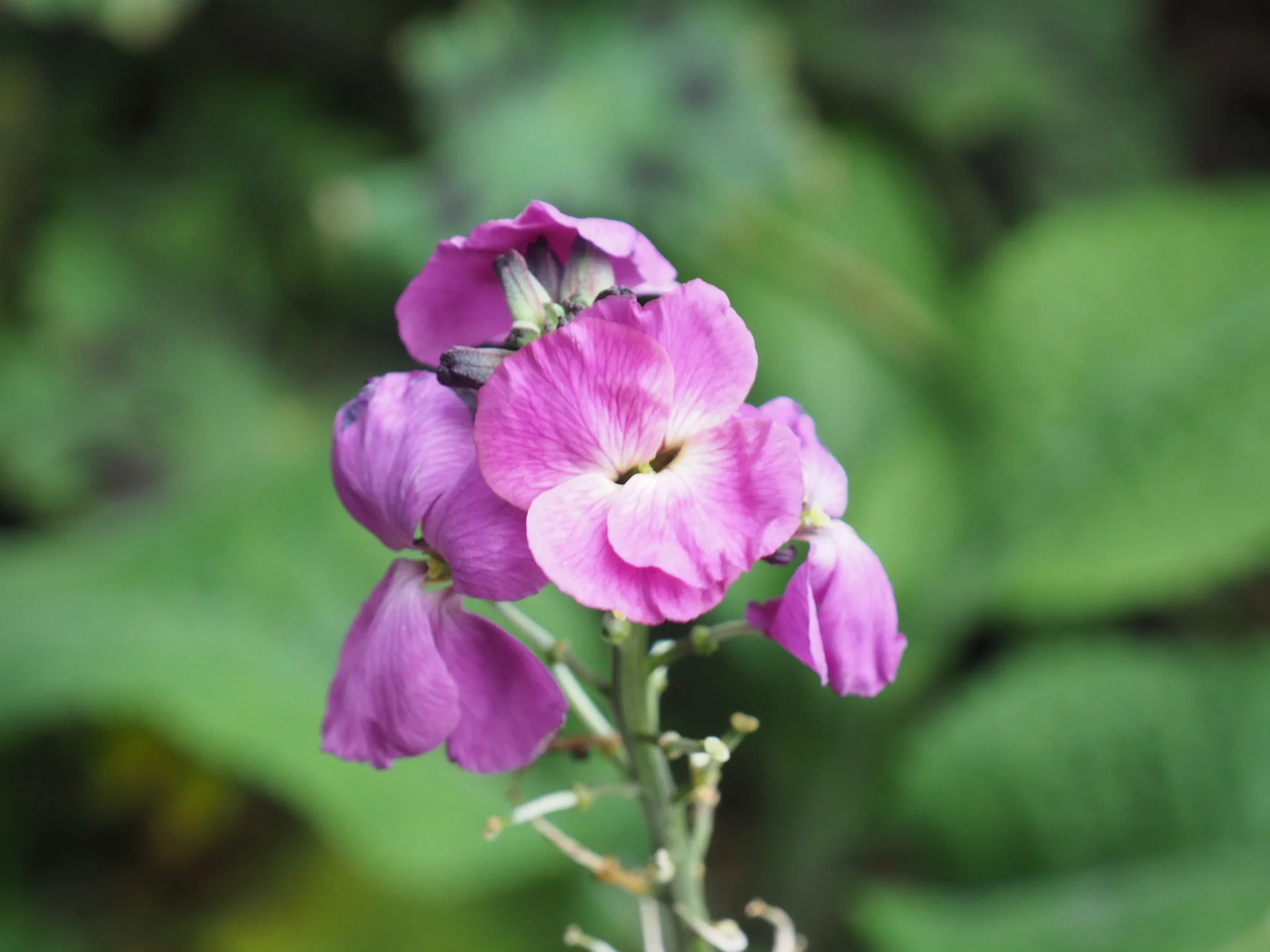 Wallflower, Erysimum ‘Pat’s Purple’.