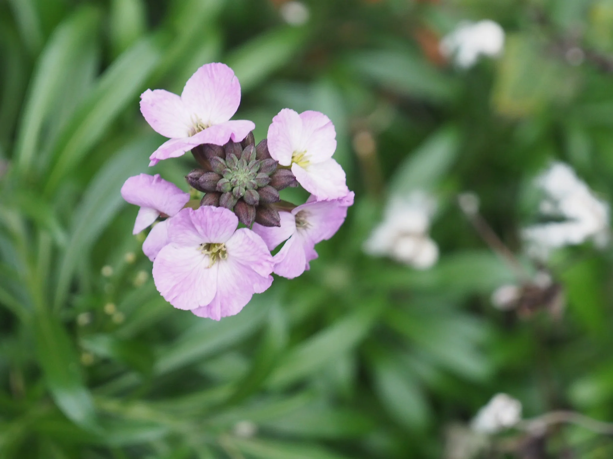 Wallflower, Erysimum ‘Lilac Joy’.