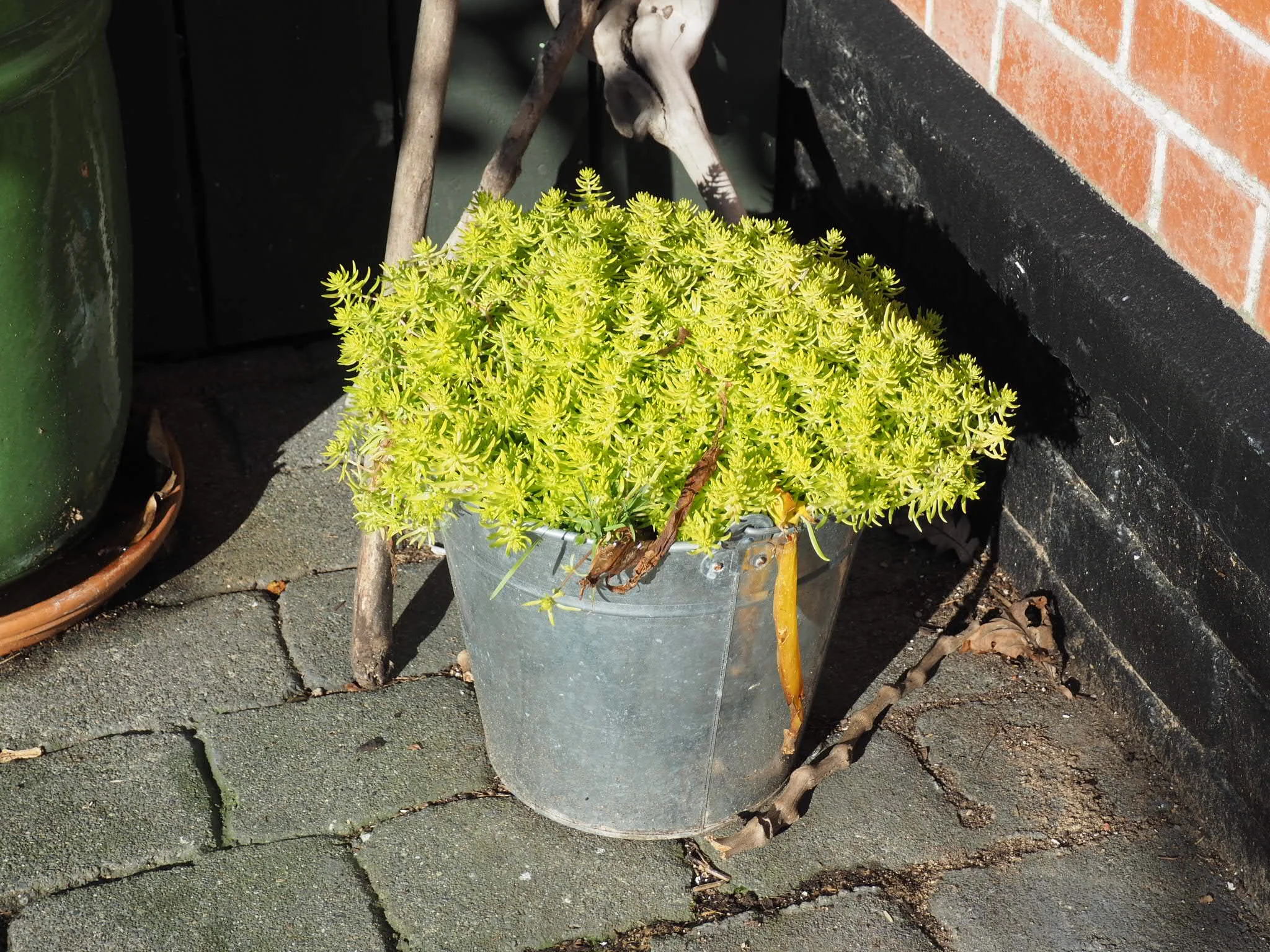 Sedum mexicana ‘Golden Planet’ planted with pineapple lily, Eucomis.