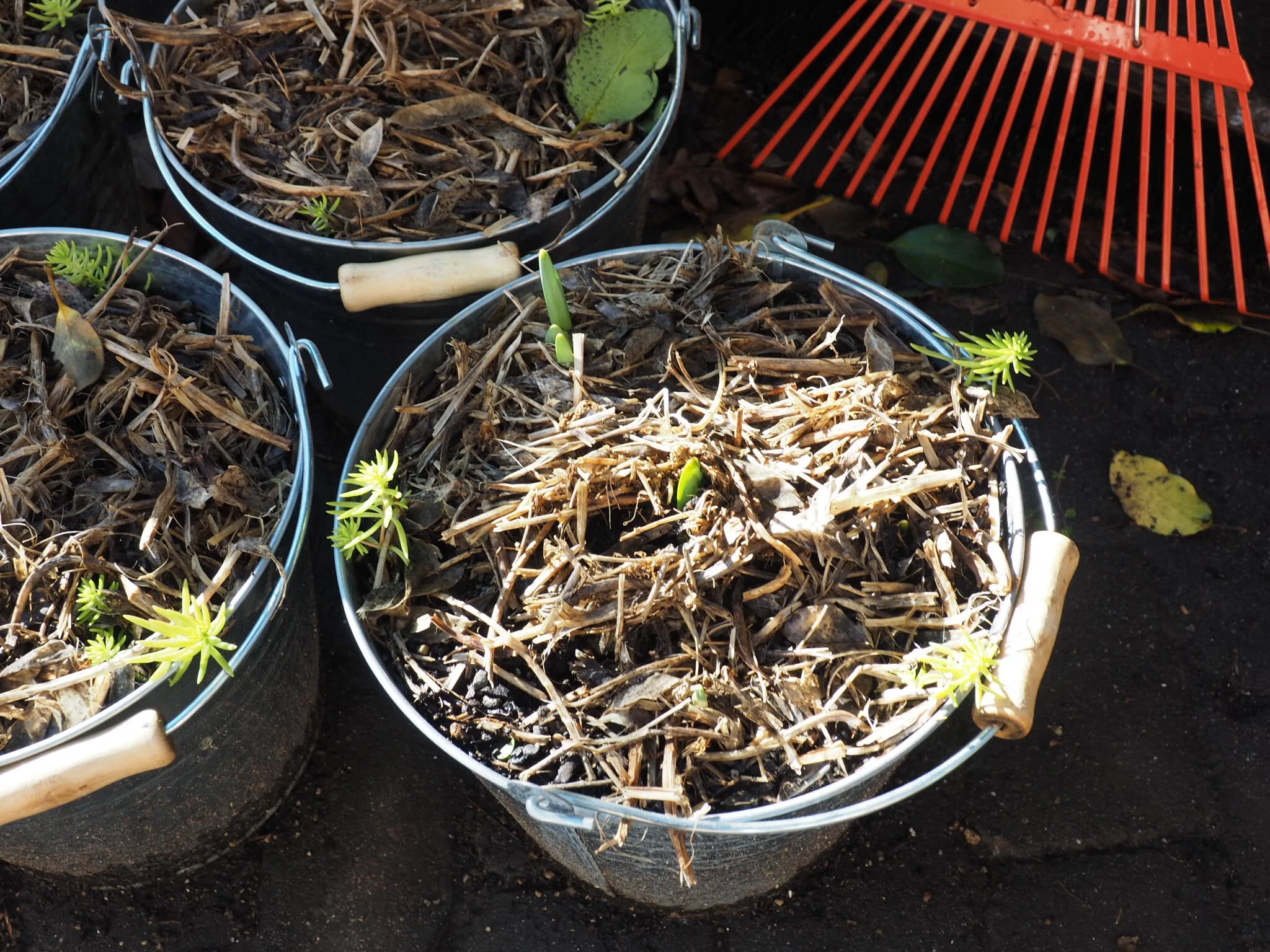 The daffodils are starting to sprout.