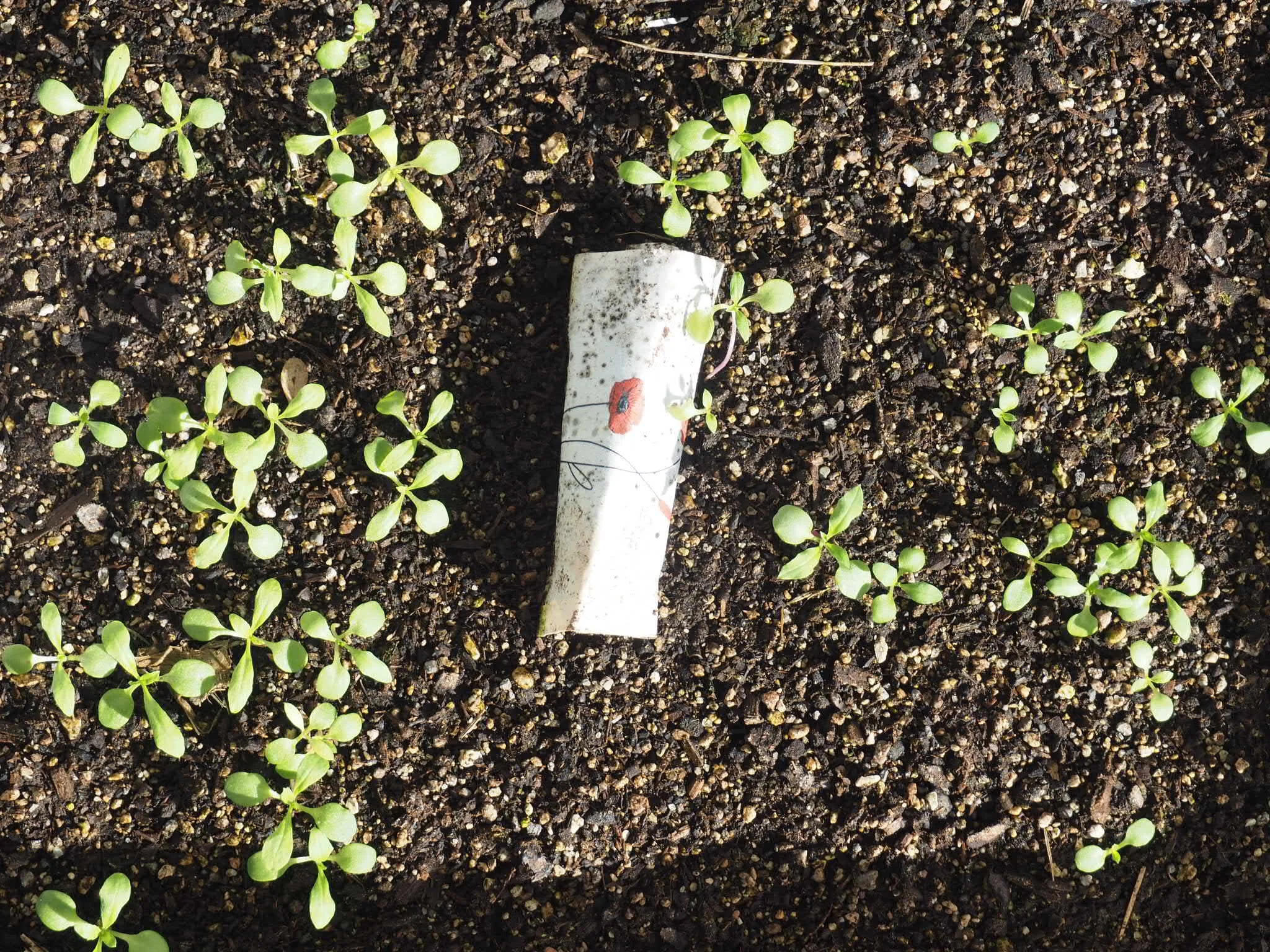 Erysium chieri ‘Giant Pink’ and ‘Velvet Wine Wallflower Collection’