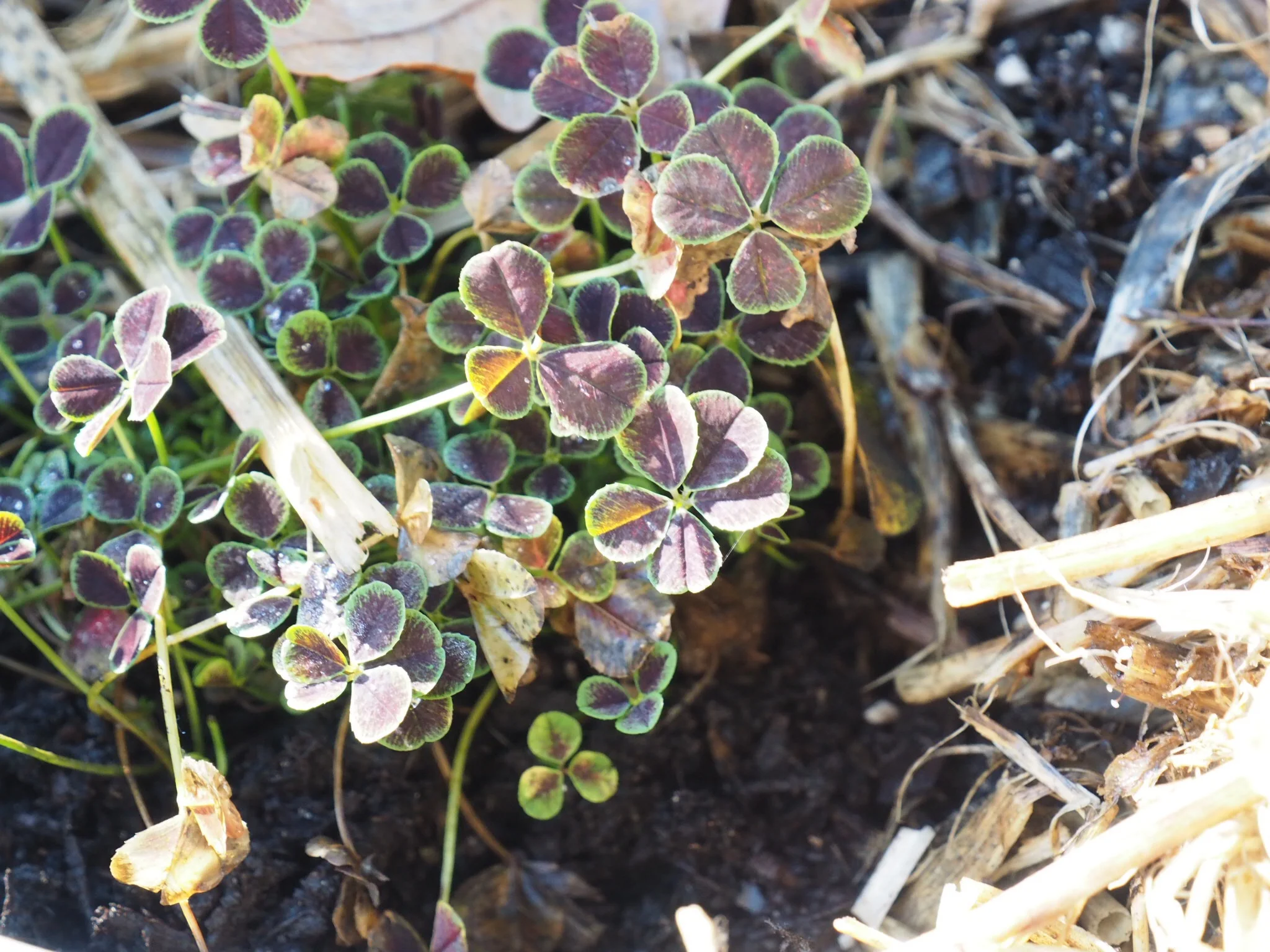 Sidalcea malviflora ‘Purpetta’.